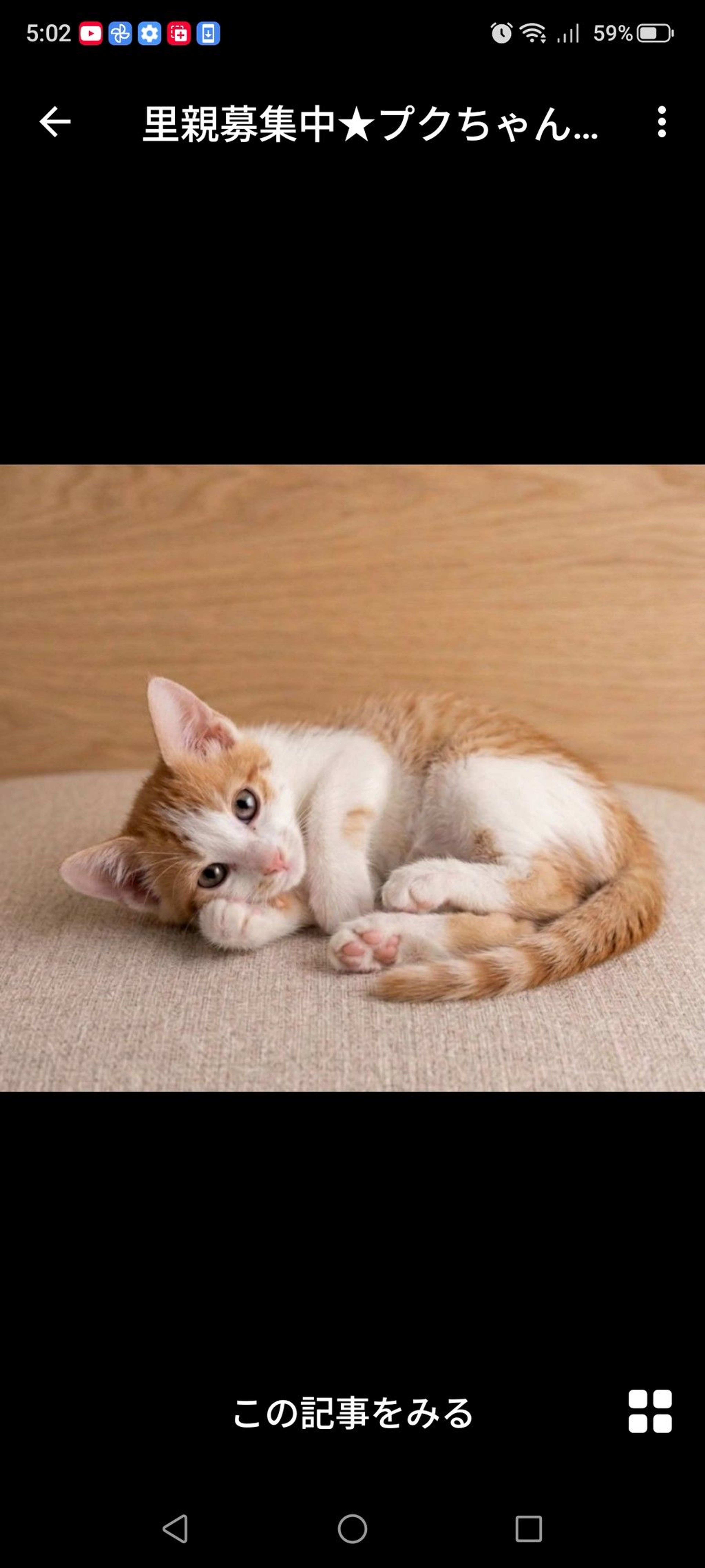 雑種（ミックス猫）・メスの里親募集の写真