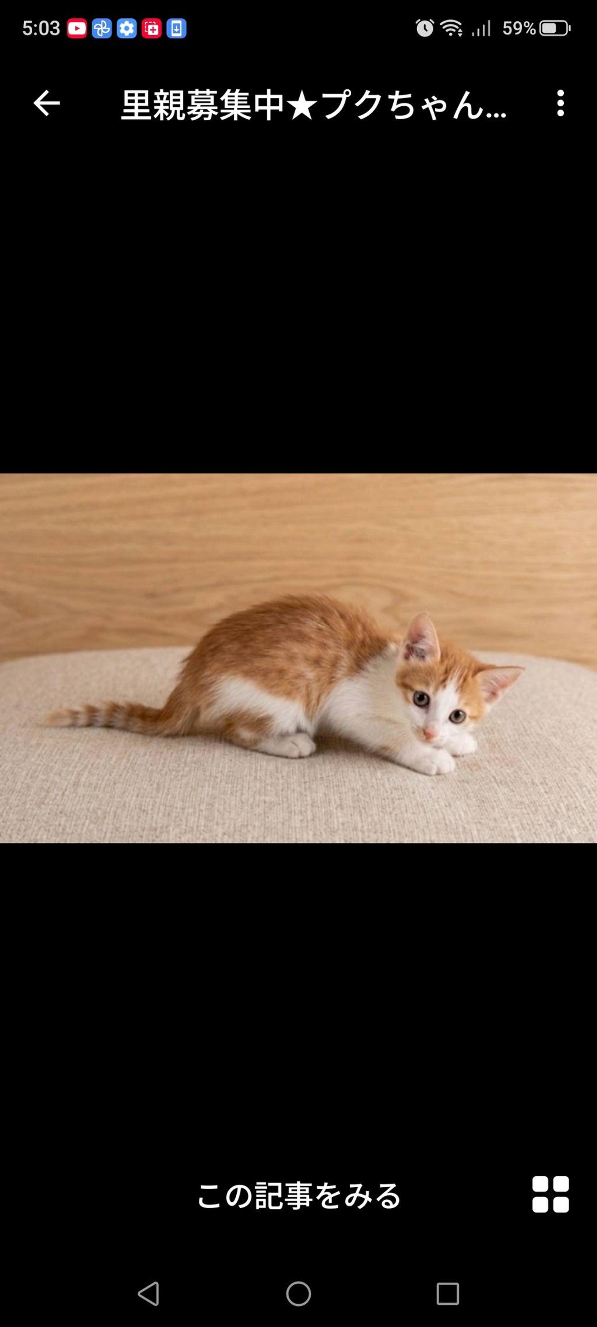 pet-image-3