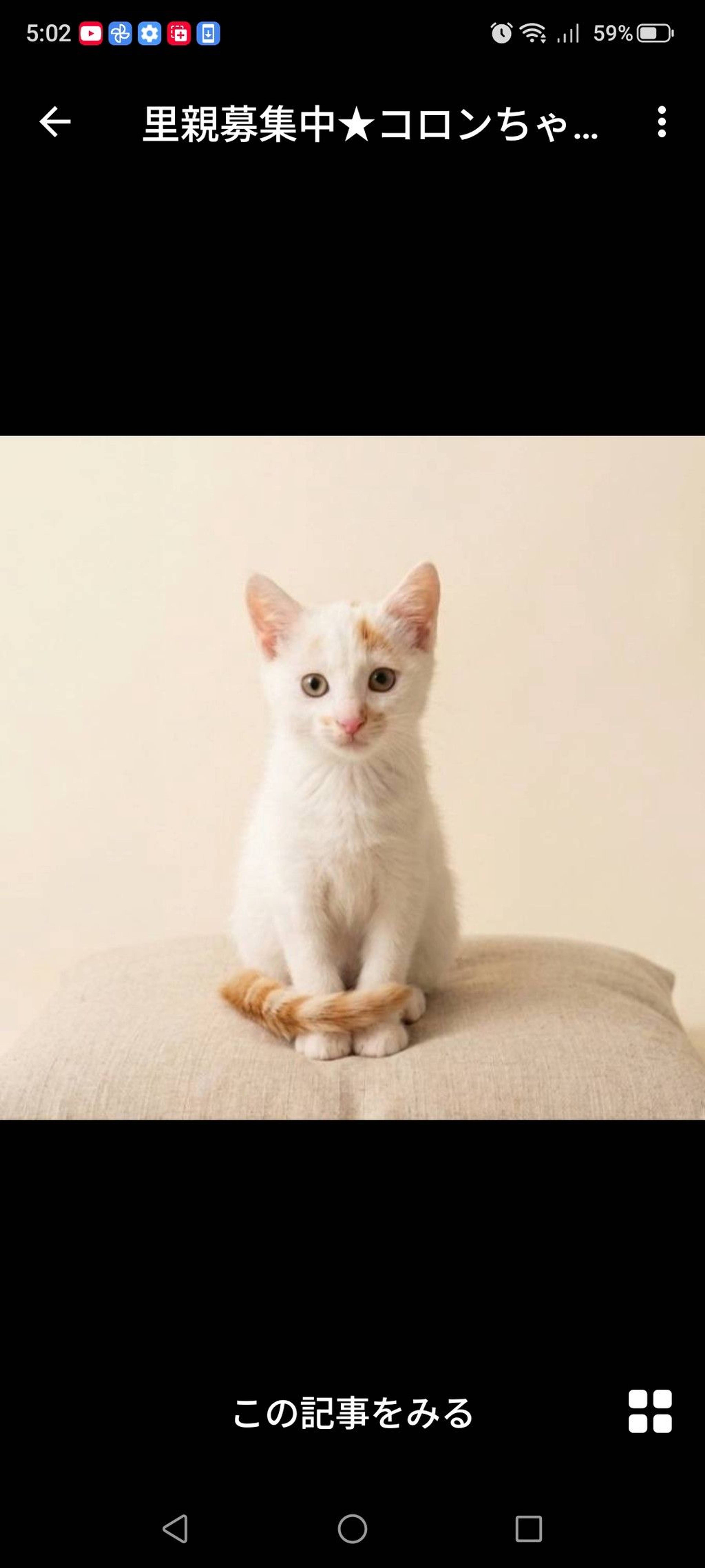 雑種（ミックス猫）・メスの里親募集の写真