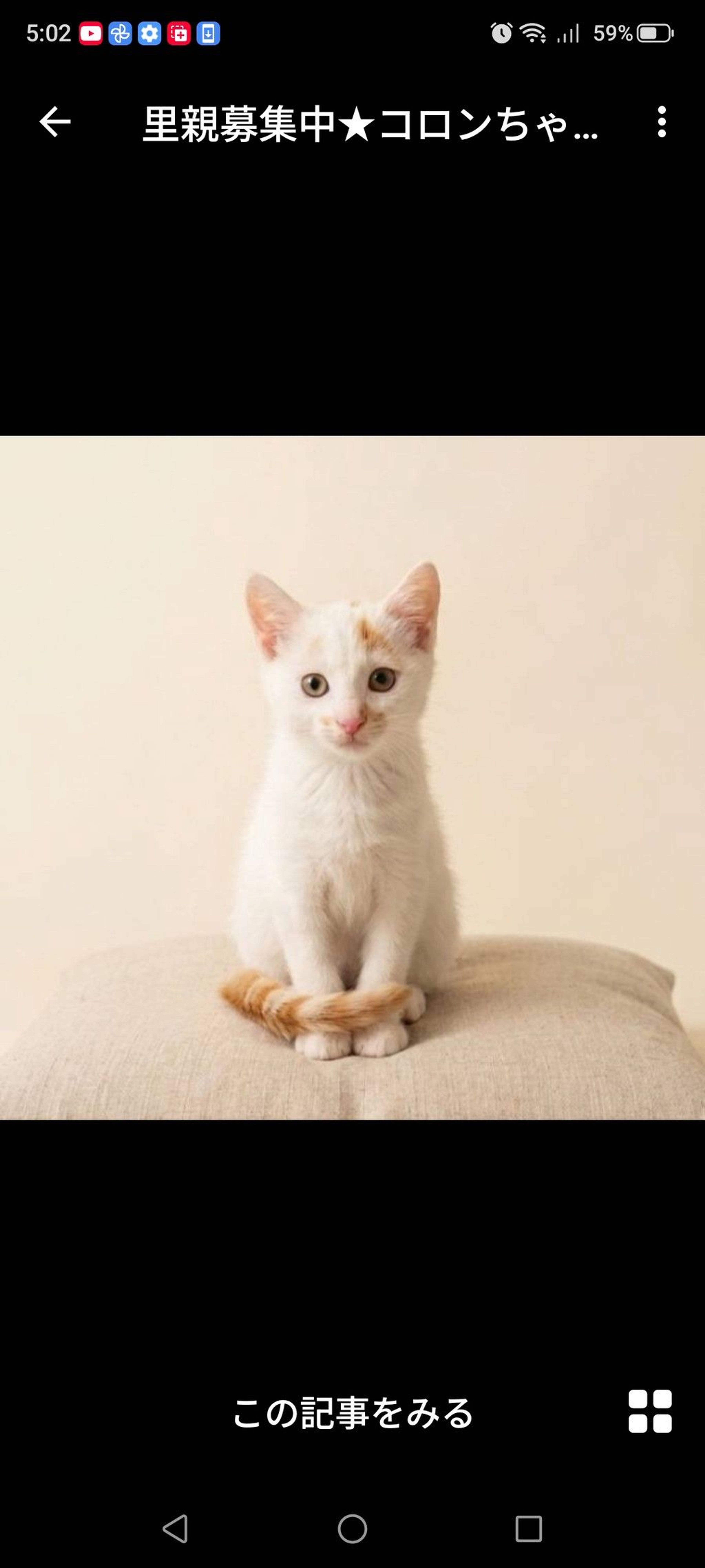 雑種（ミックス猫）・メスの里親募集の写真