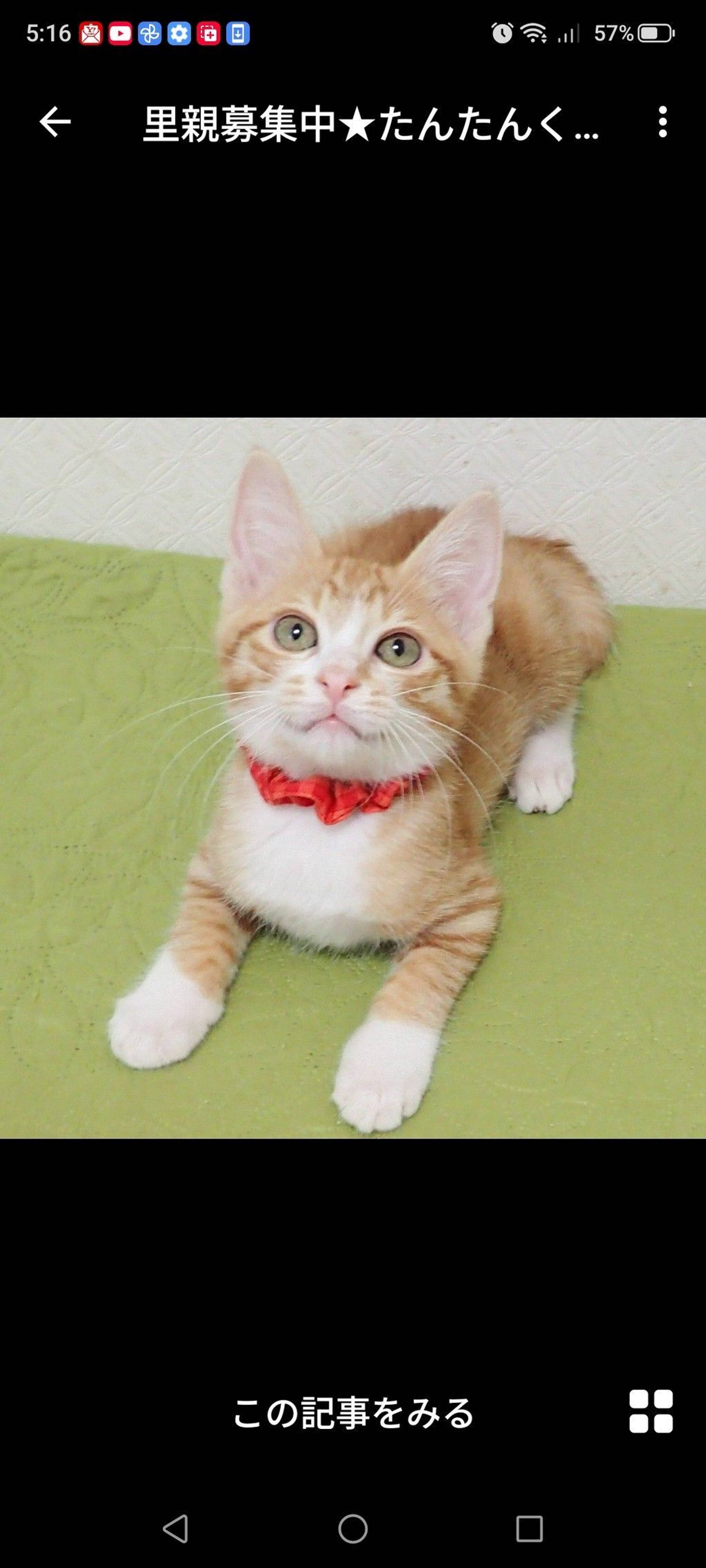 雑種（ミックス猫）・オスの里親募集の写真