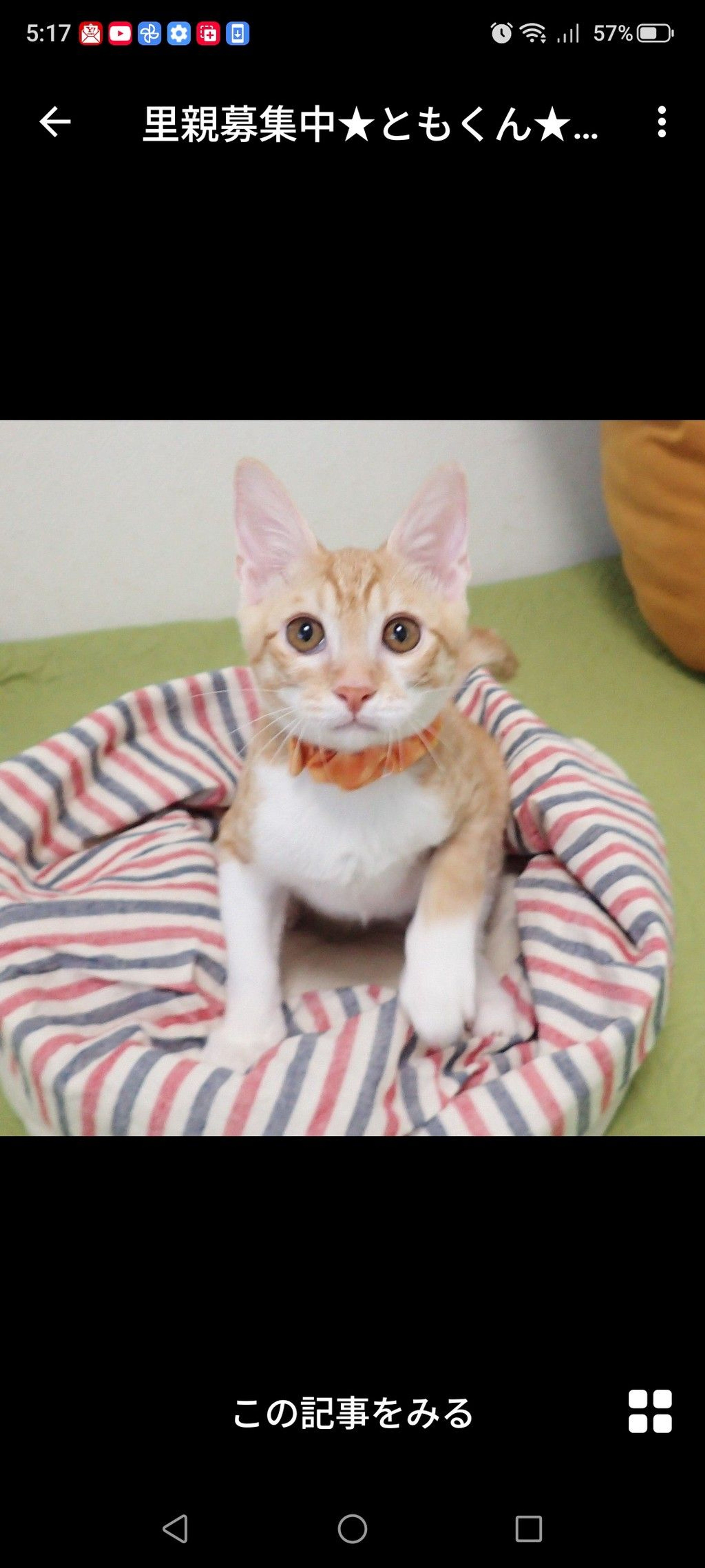 雑種（ミックス猫）・オスの里親募集の写真