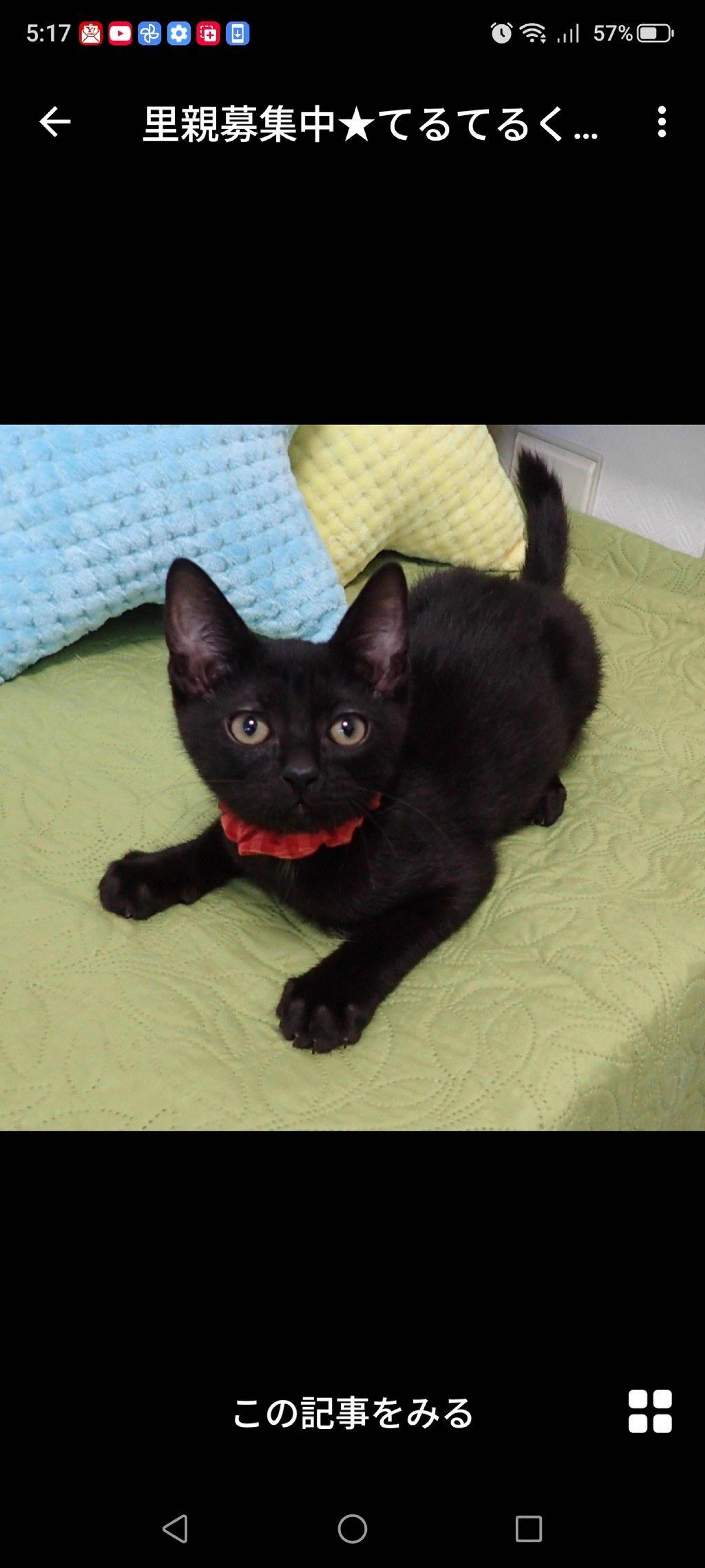 pet-image-3