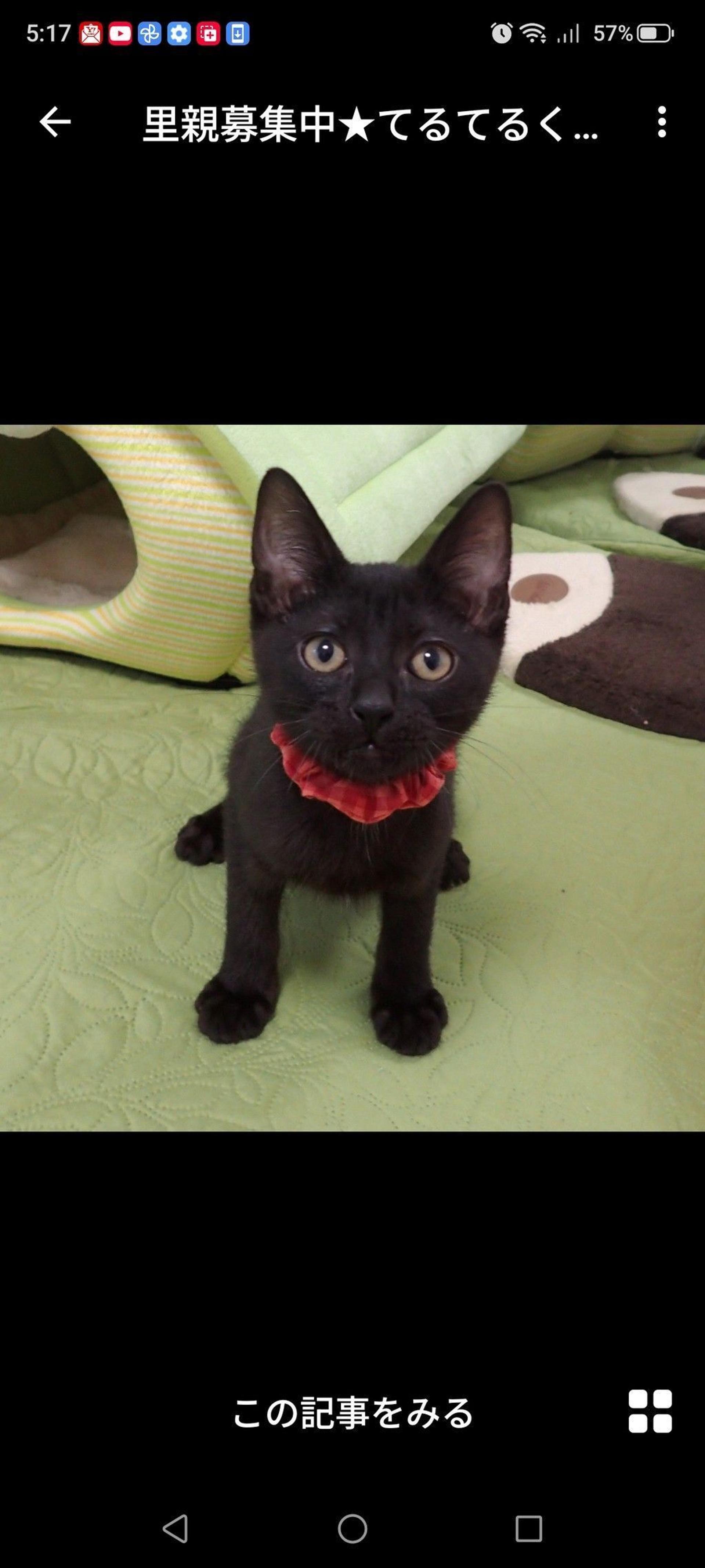 pet-image-2