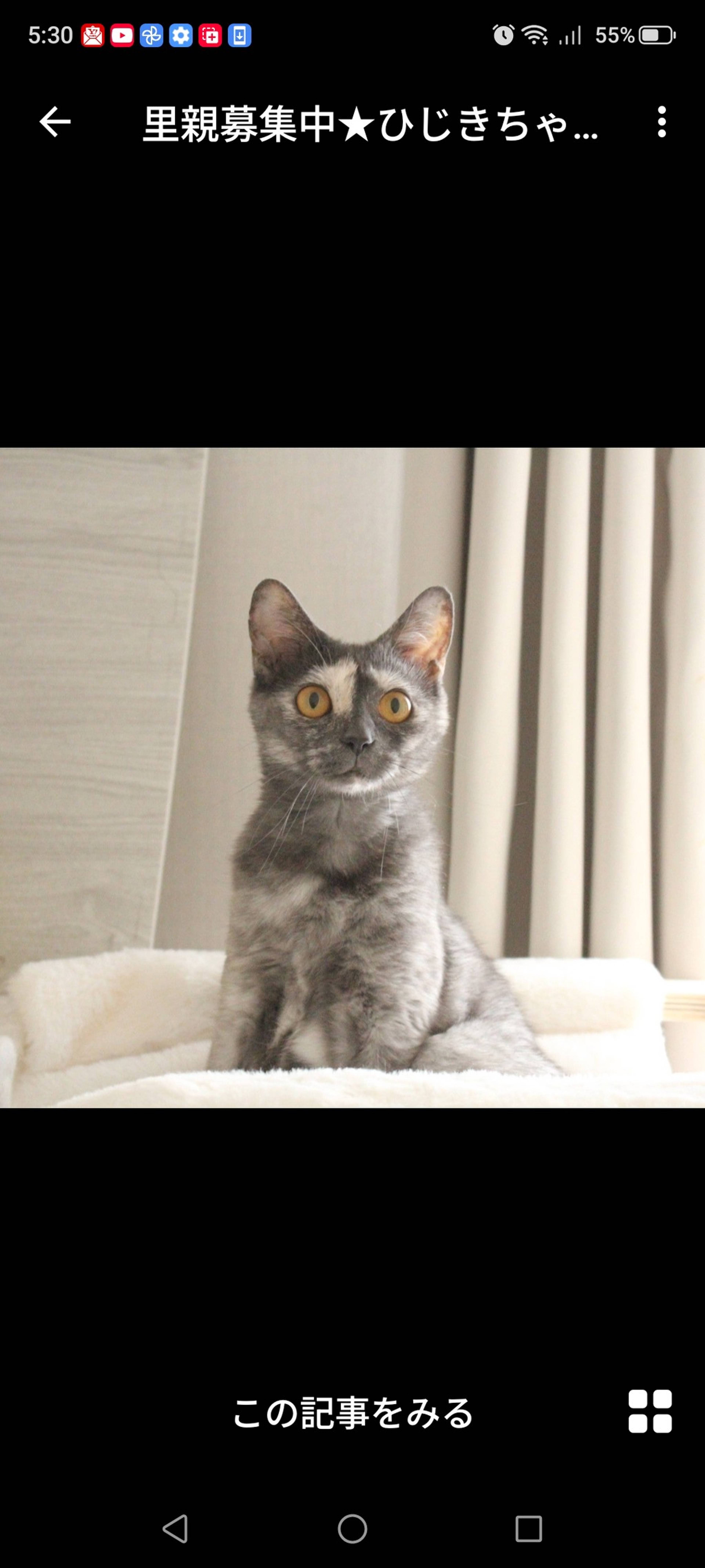 雑種（ミックス猫）・メスの里親募集の写真