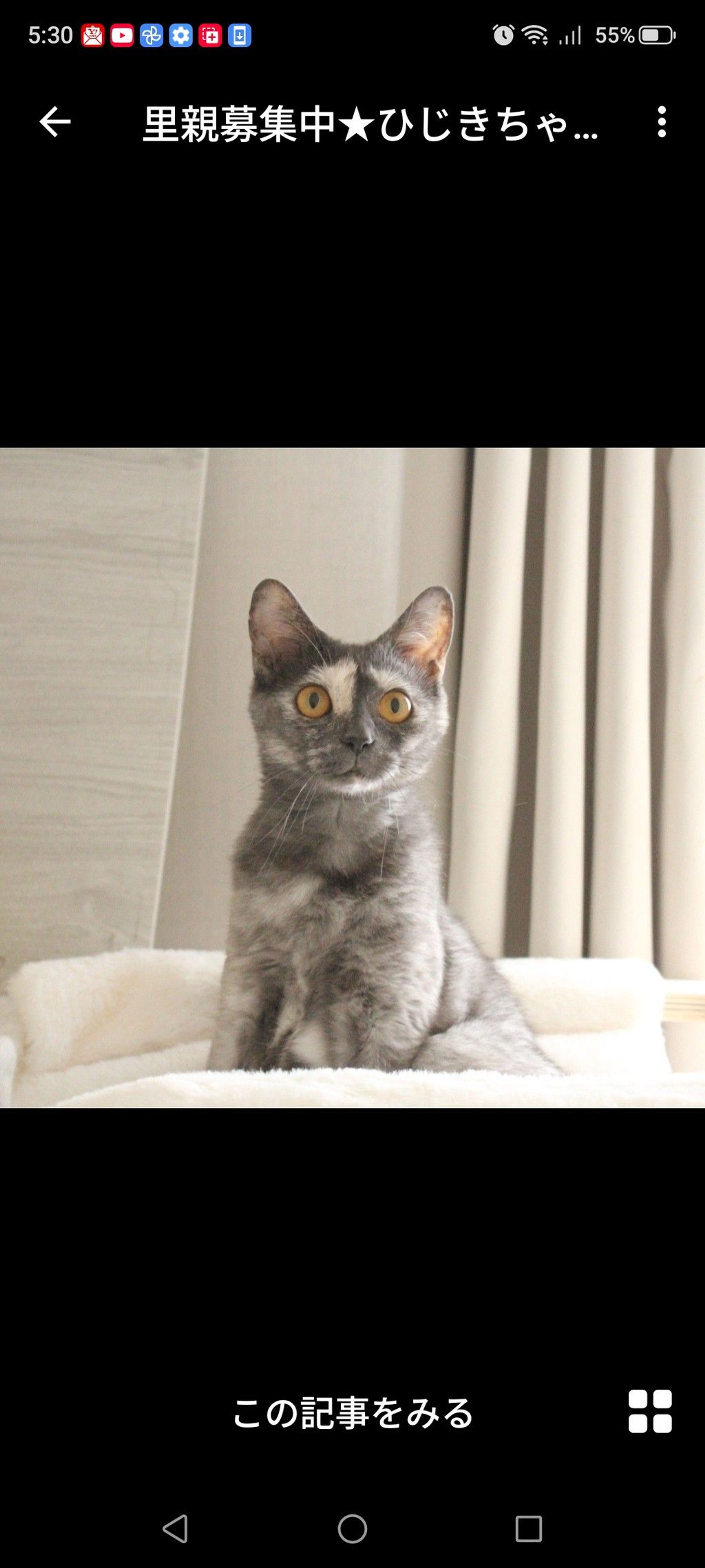 雑種（ミックス猫）・メスの里親募集の写真