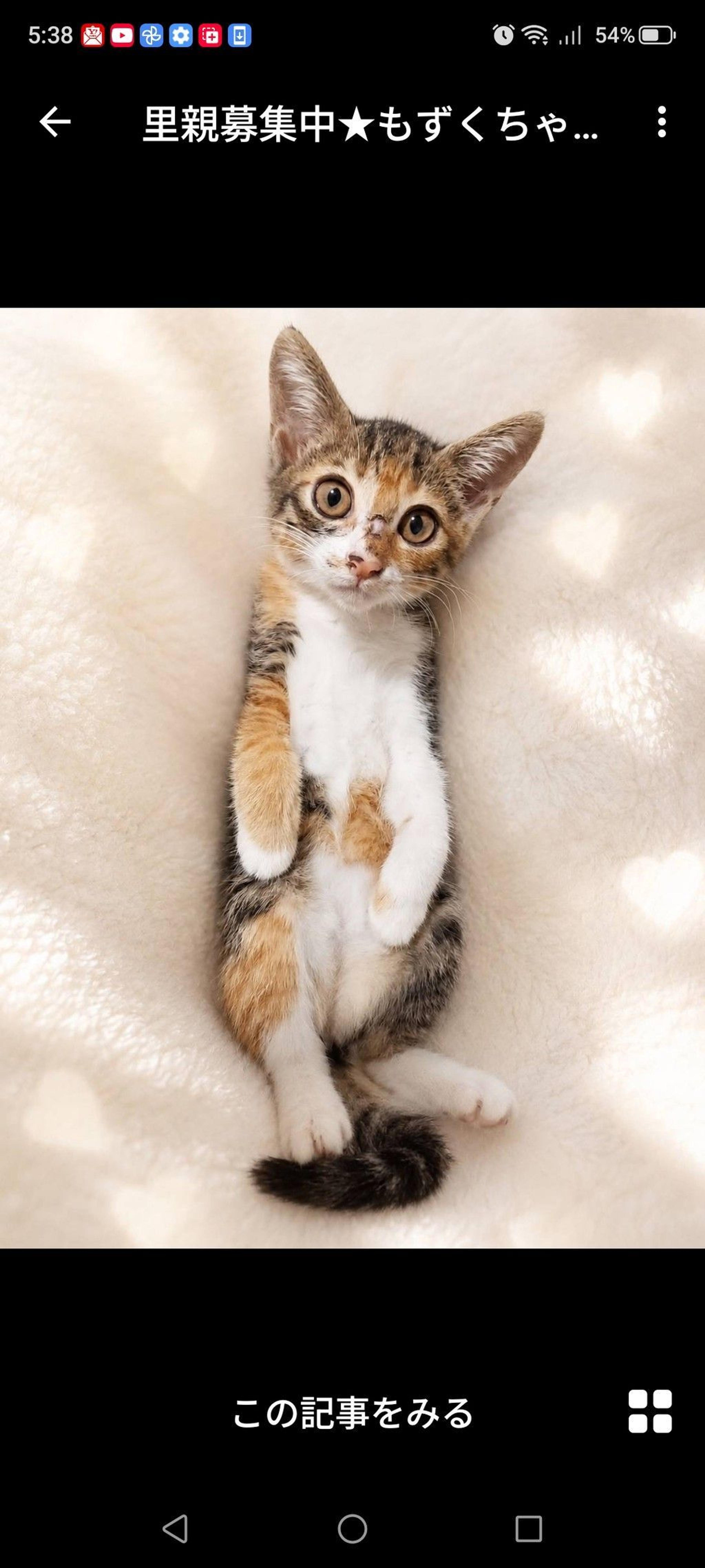 pet-image-2