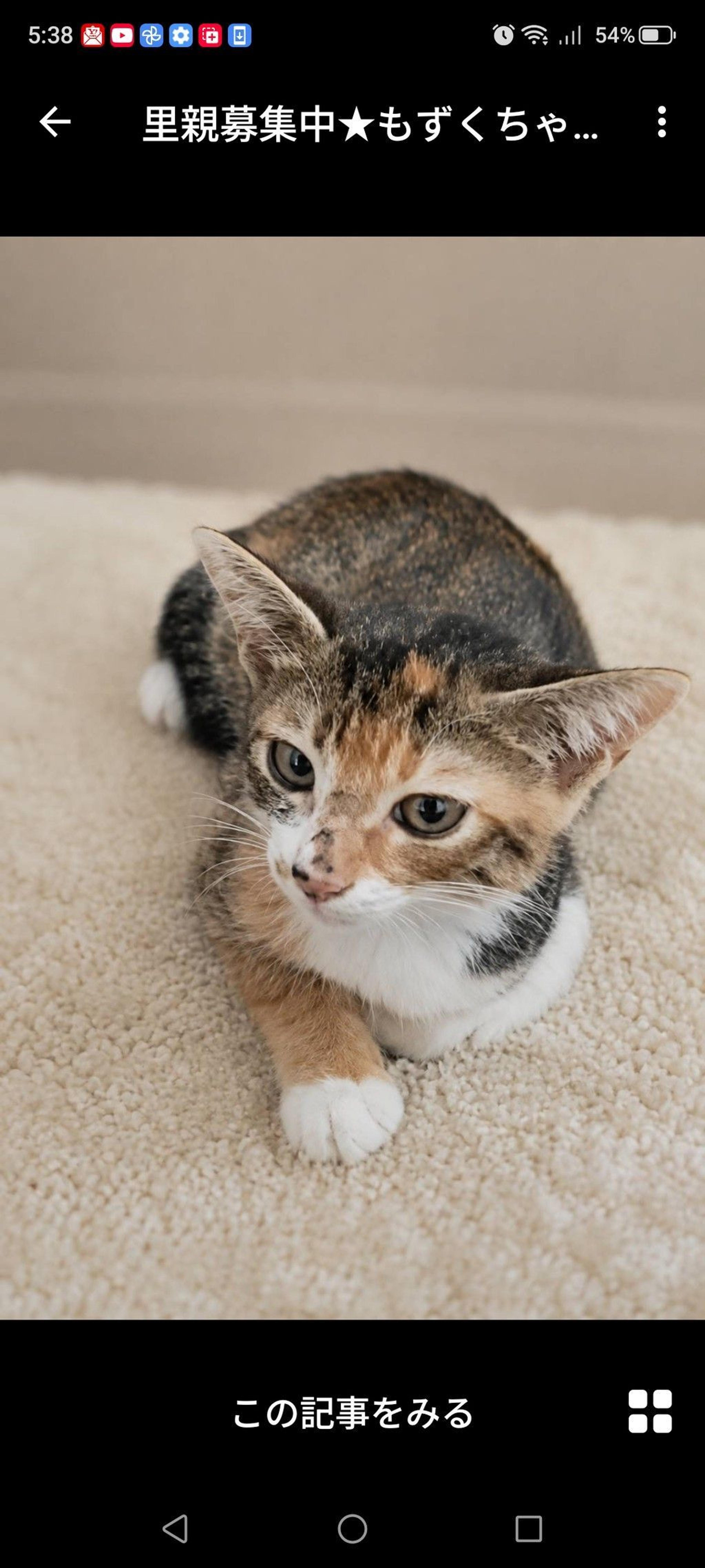 pet-image-3