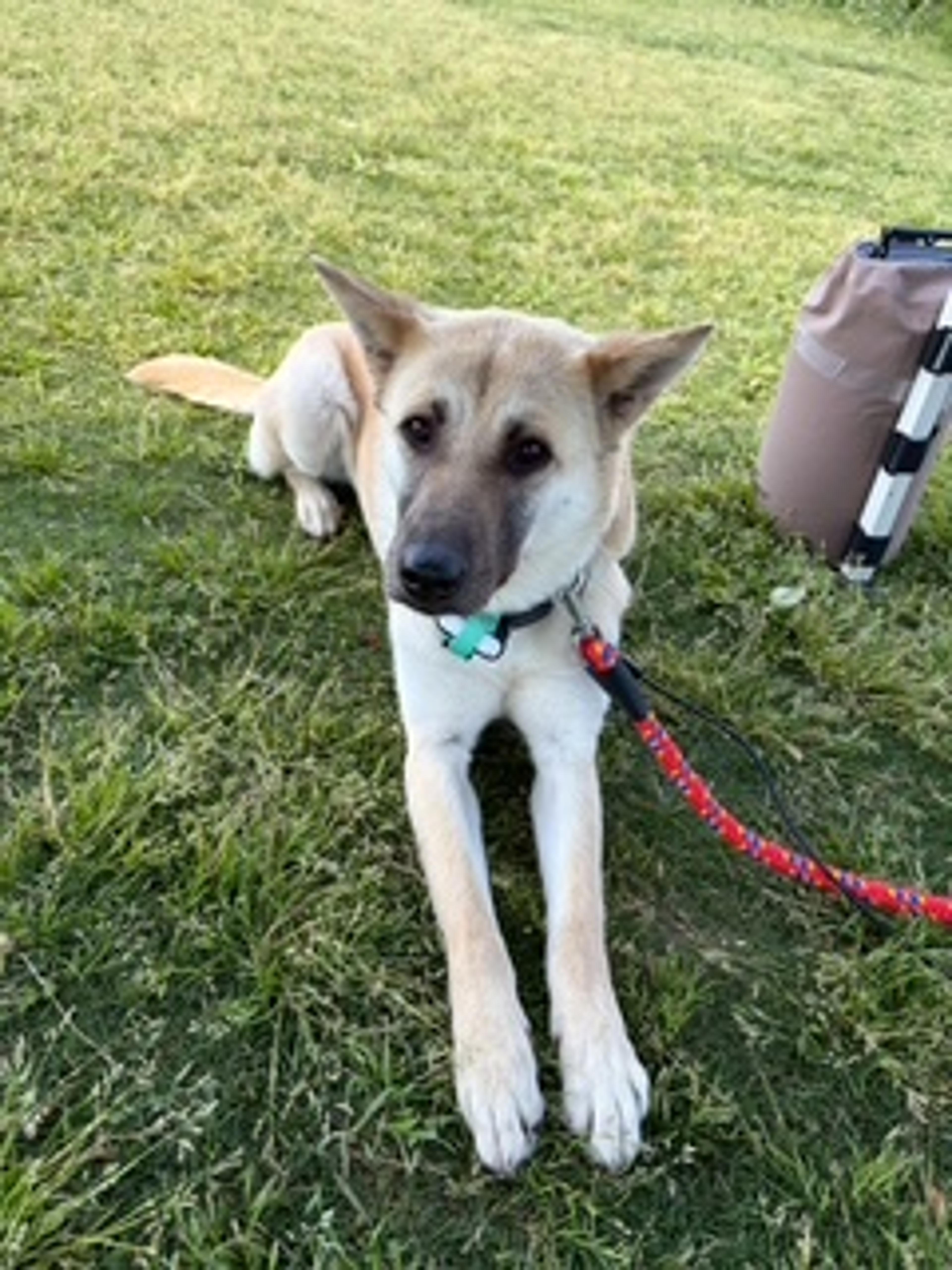 pet-image-2