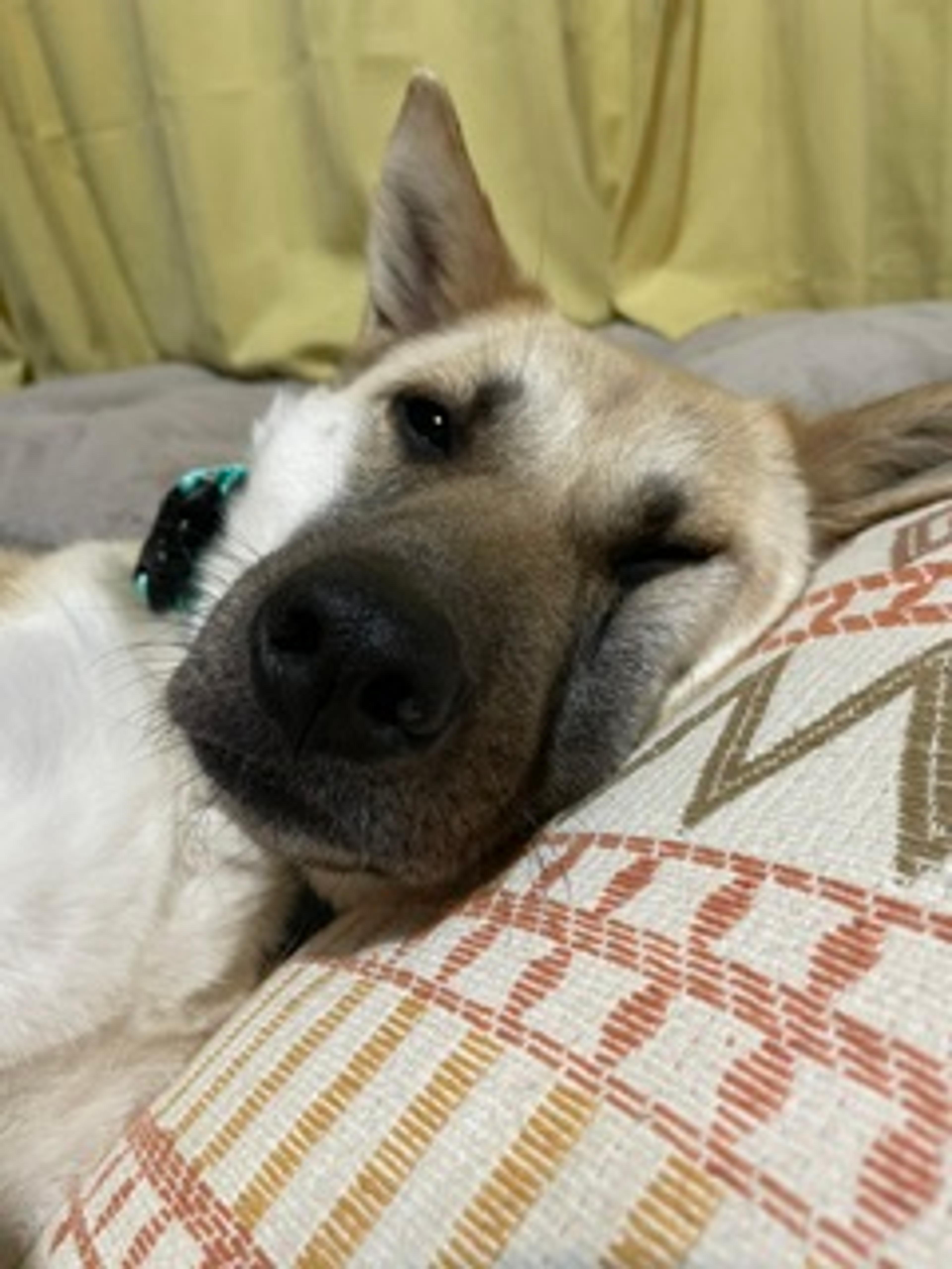 pet-image-3