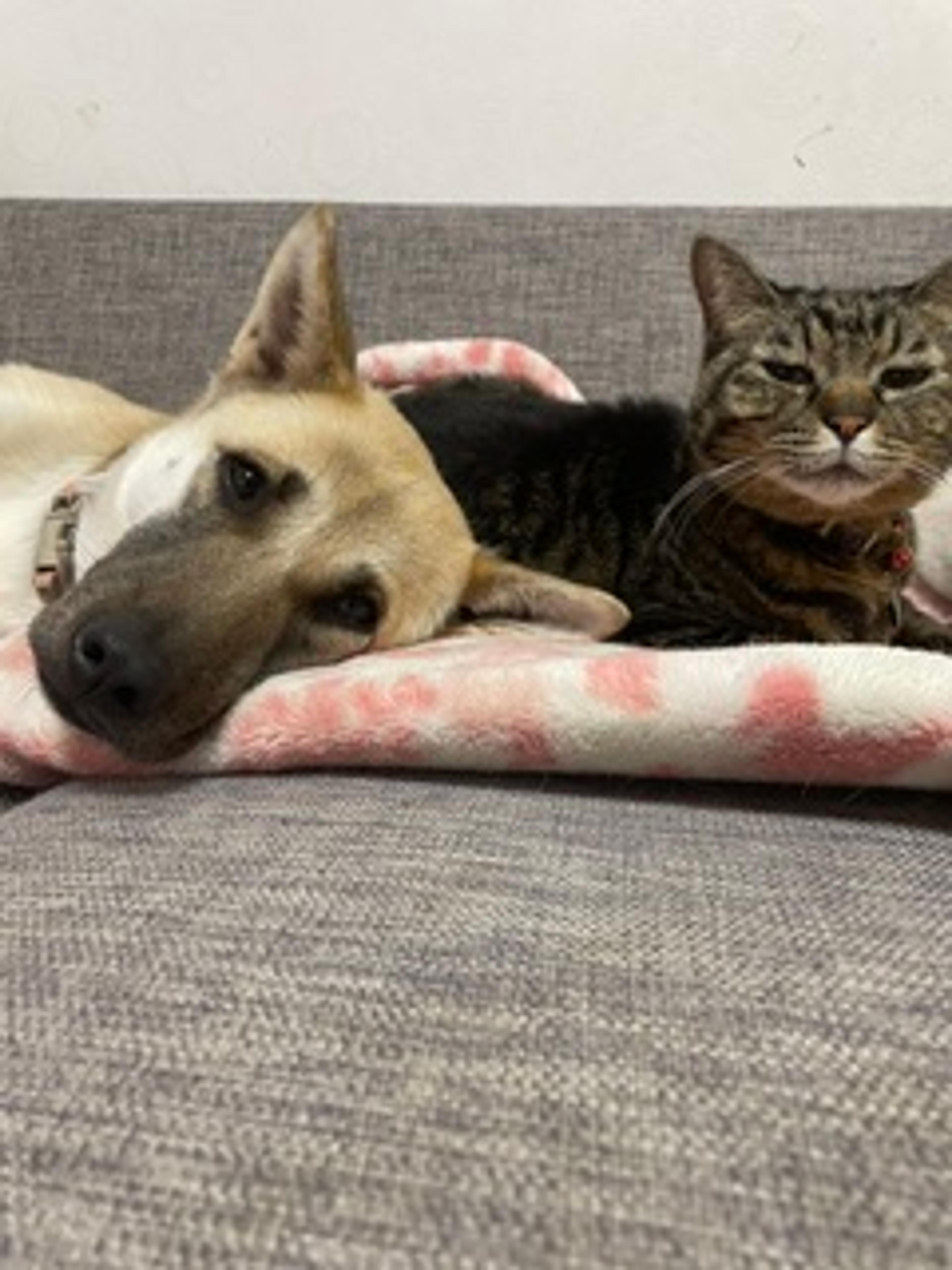 pet-image-6
