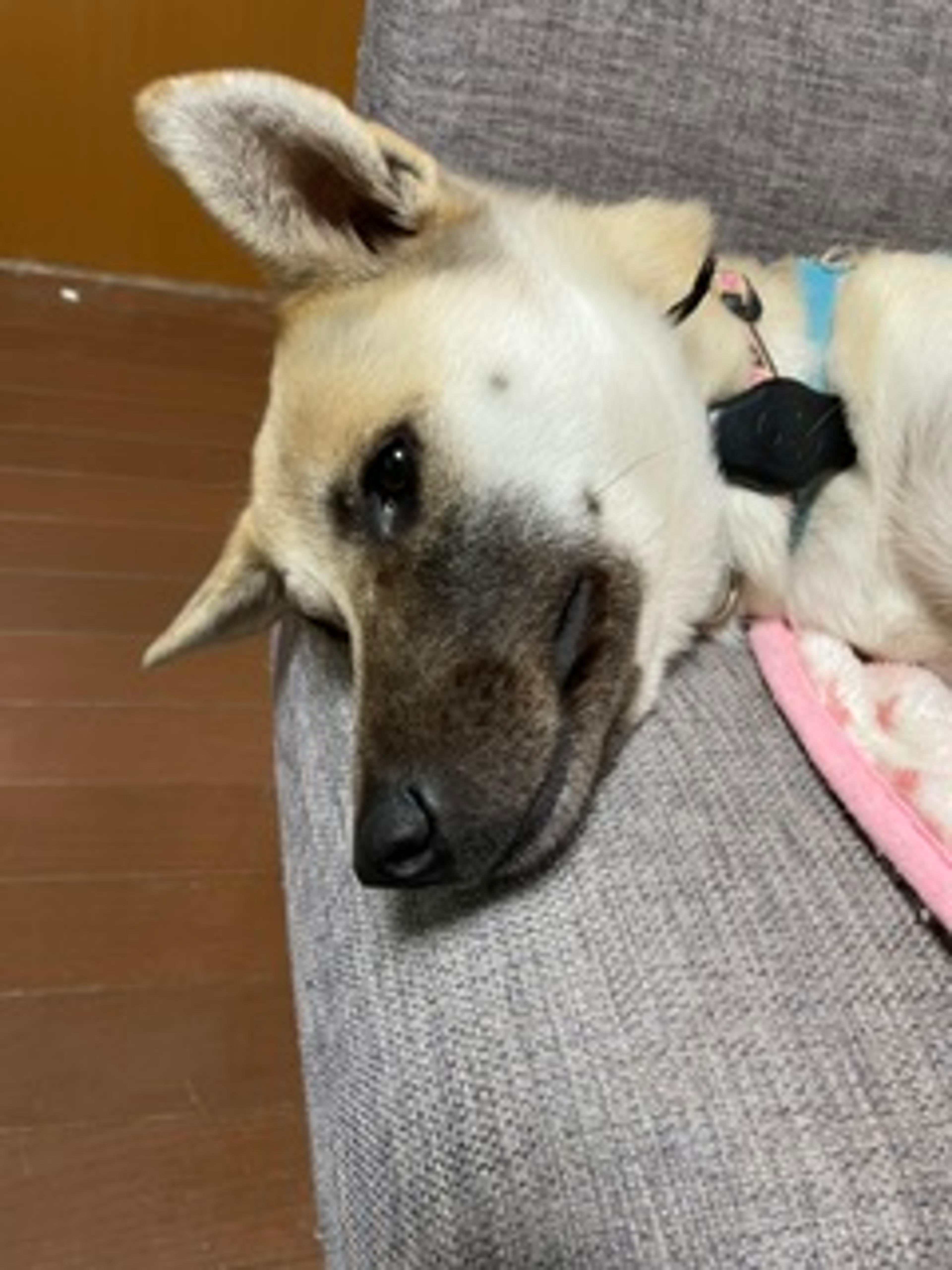 pet-image-7