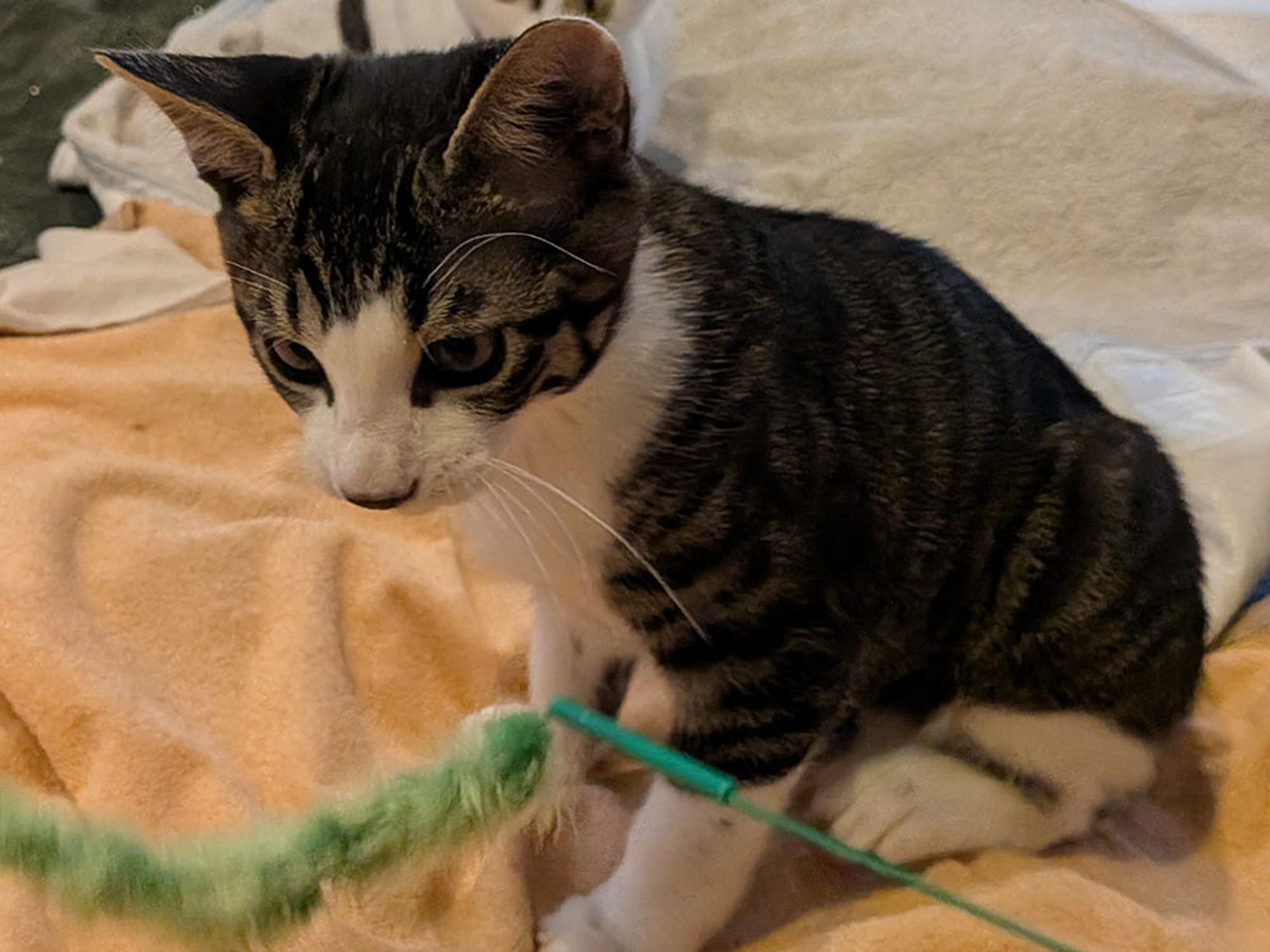 pet-image-3