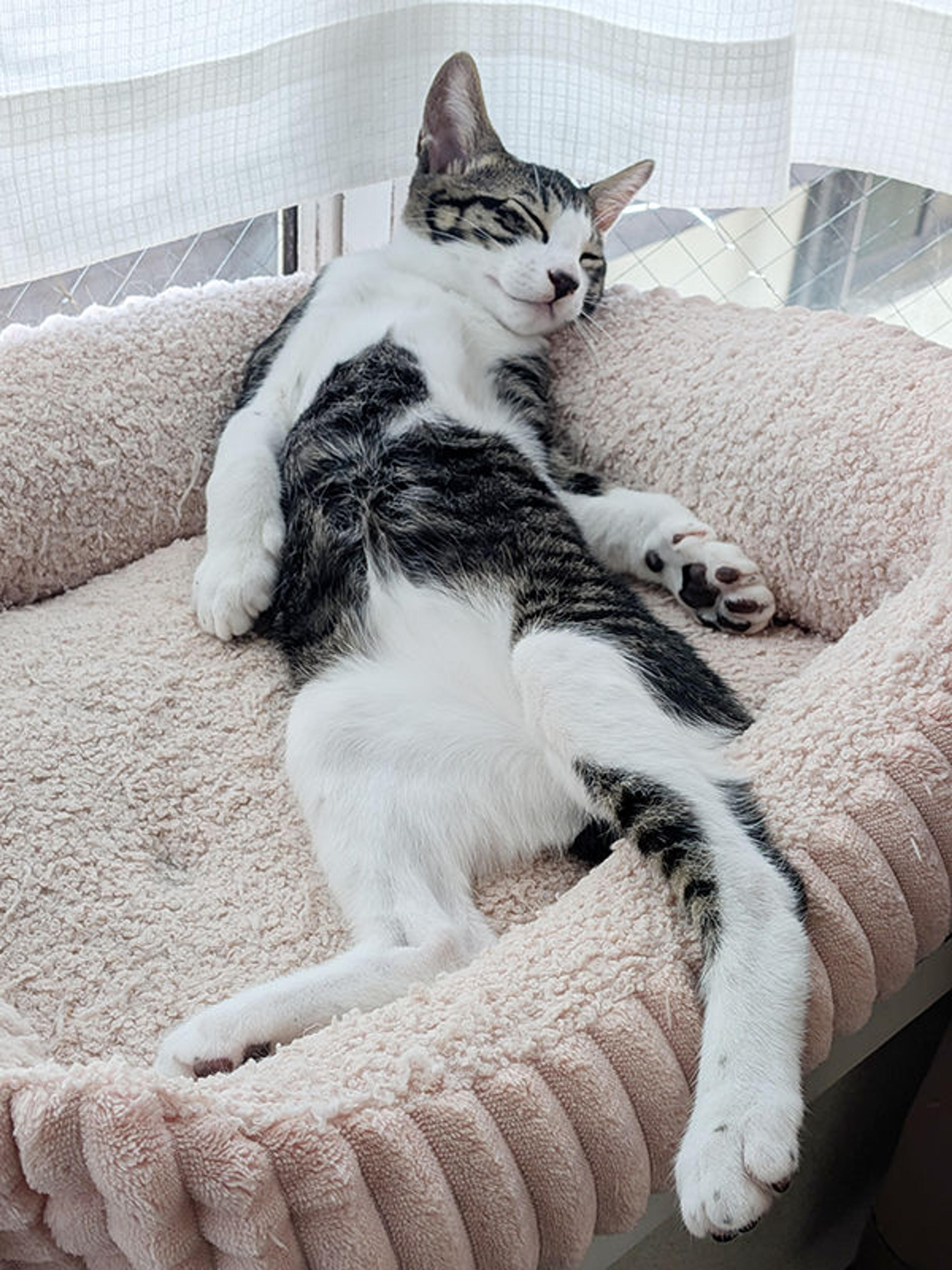 pet-image-5