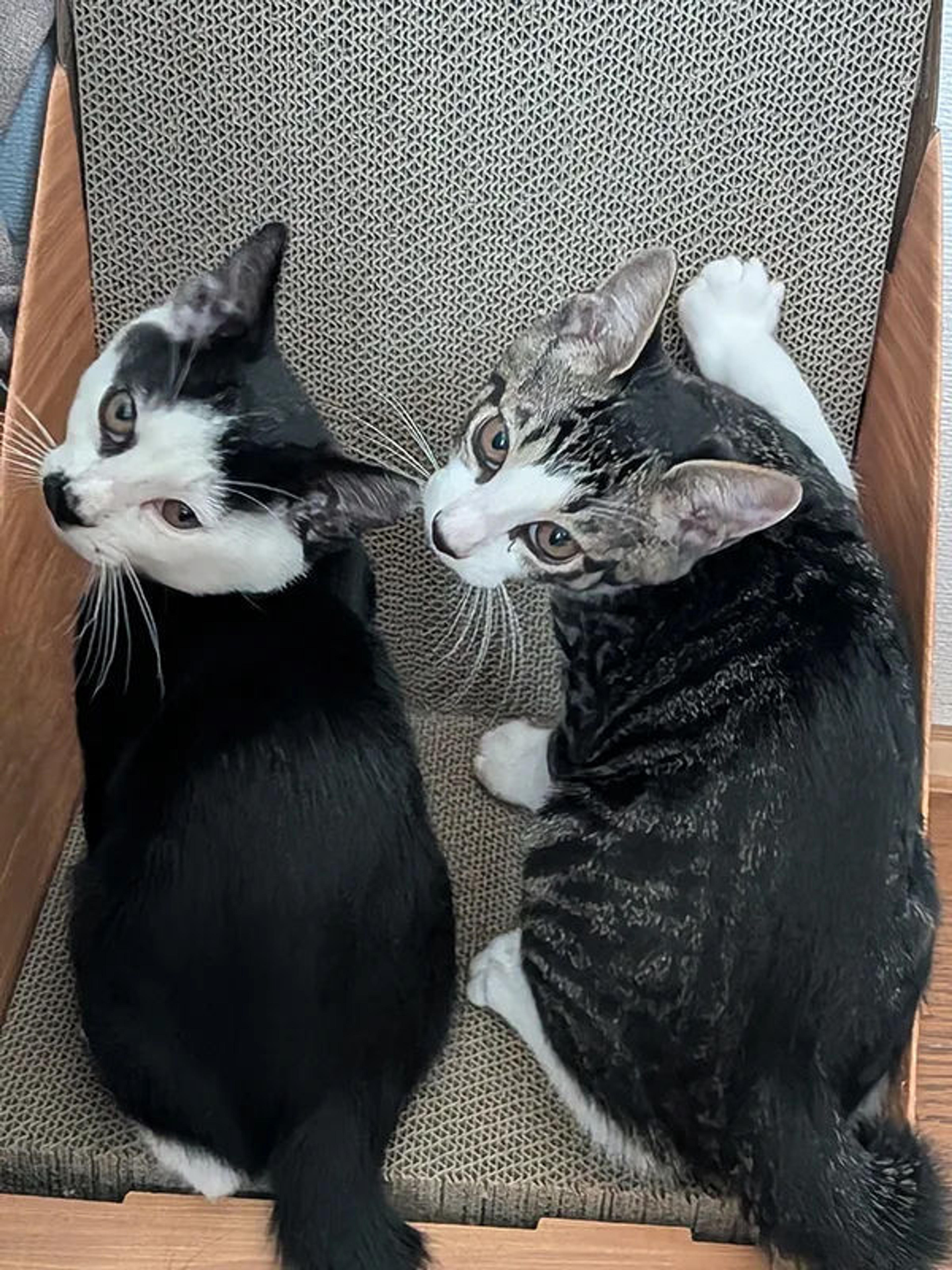 pet-image-6