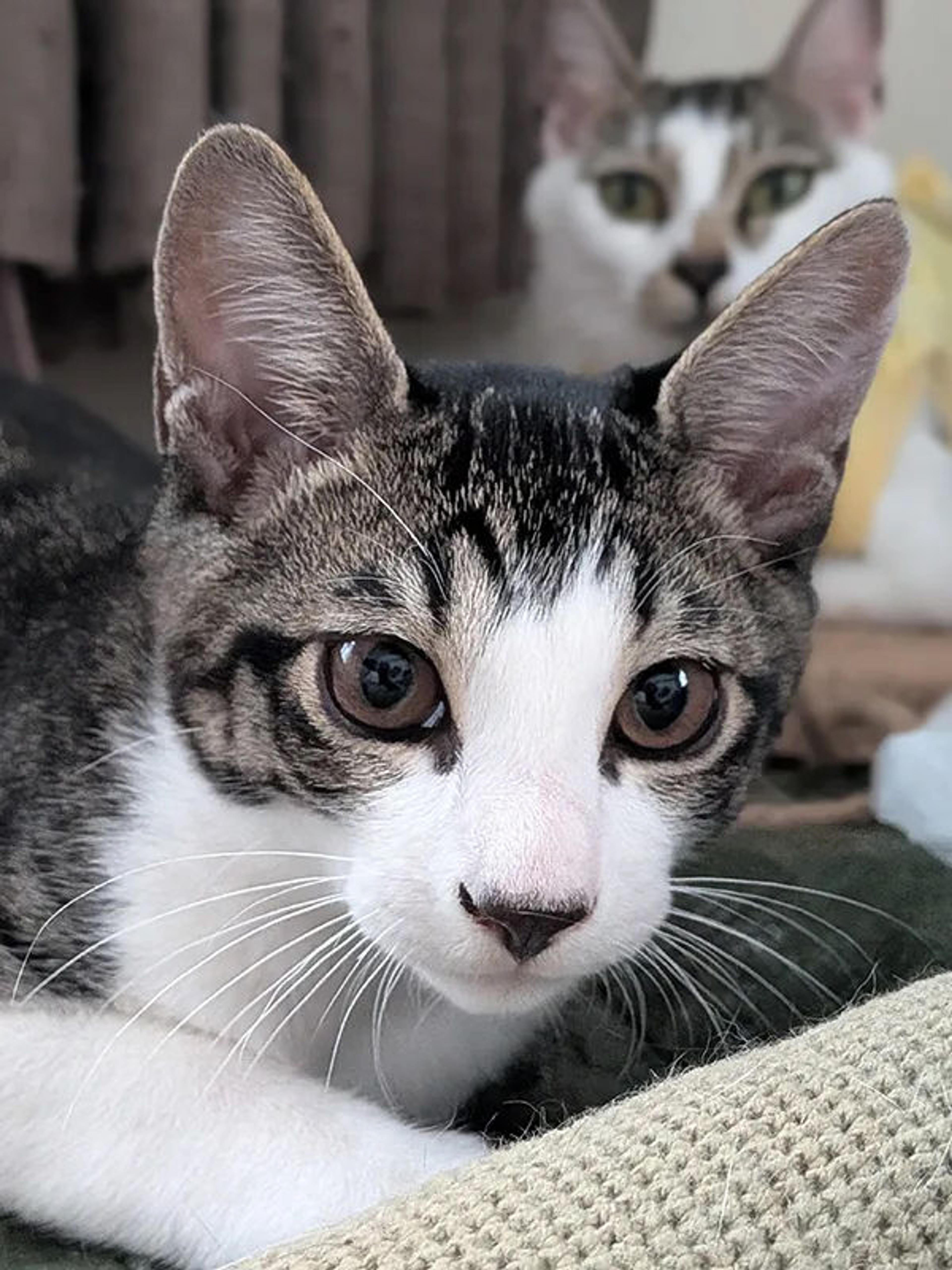 pet-image-8
