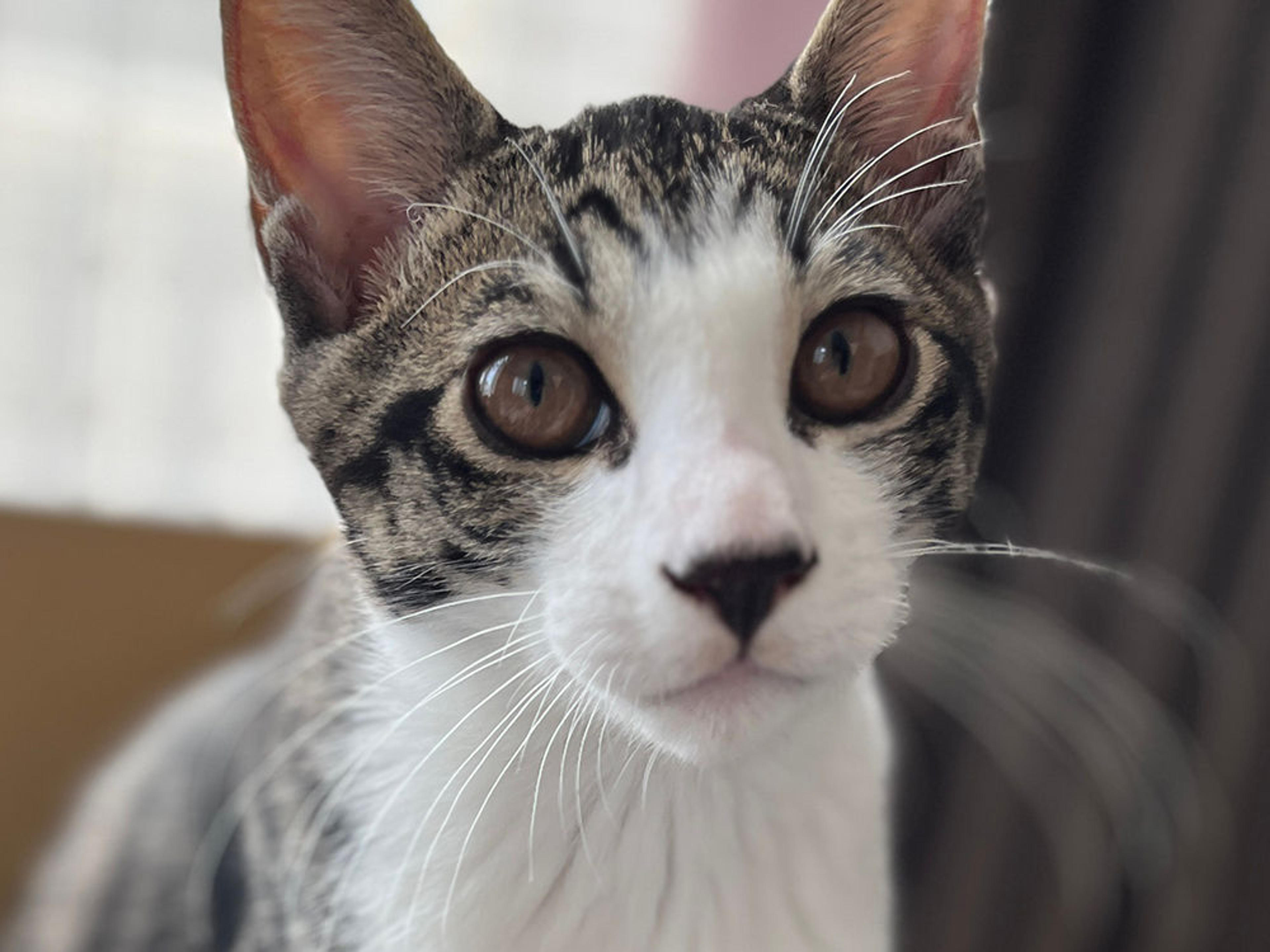 pet-image-9