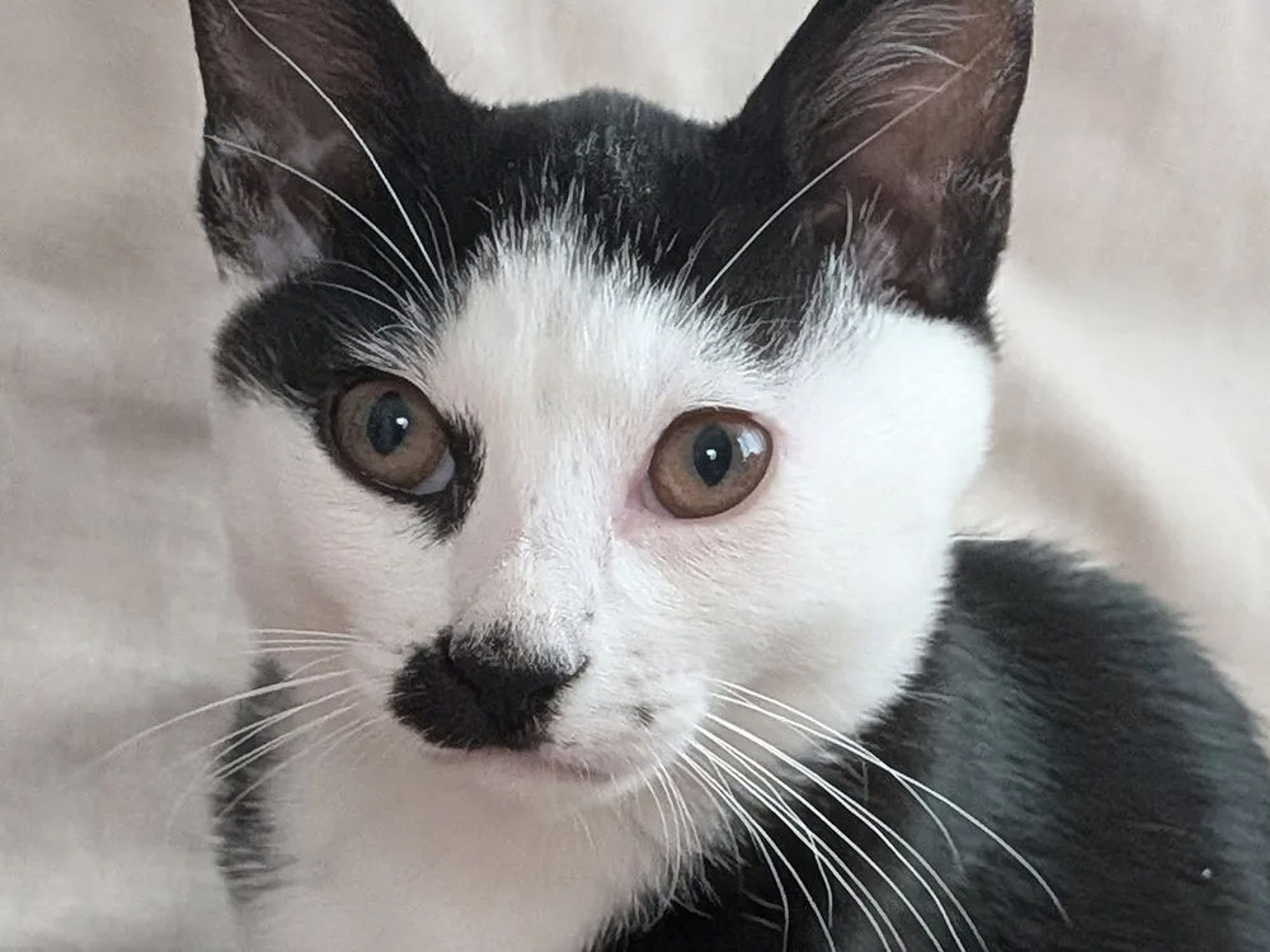 雑種（ミックス猫）・オスの里親募集の写真
