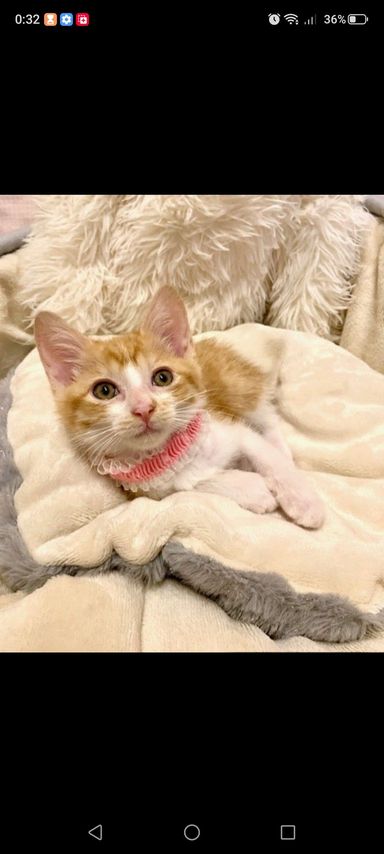ふきちゃんの写真