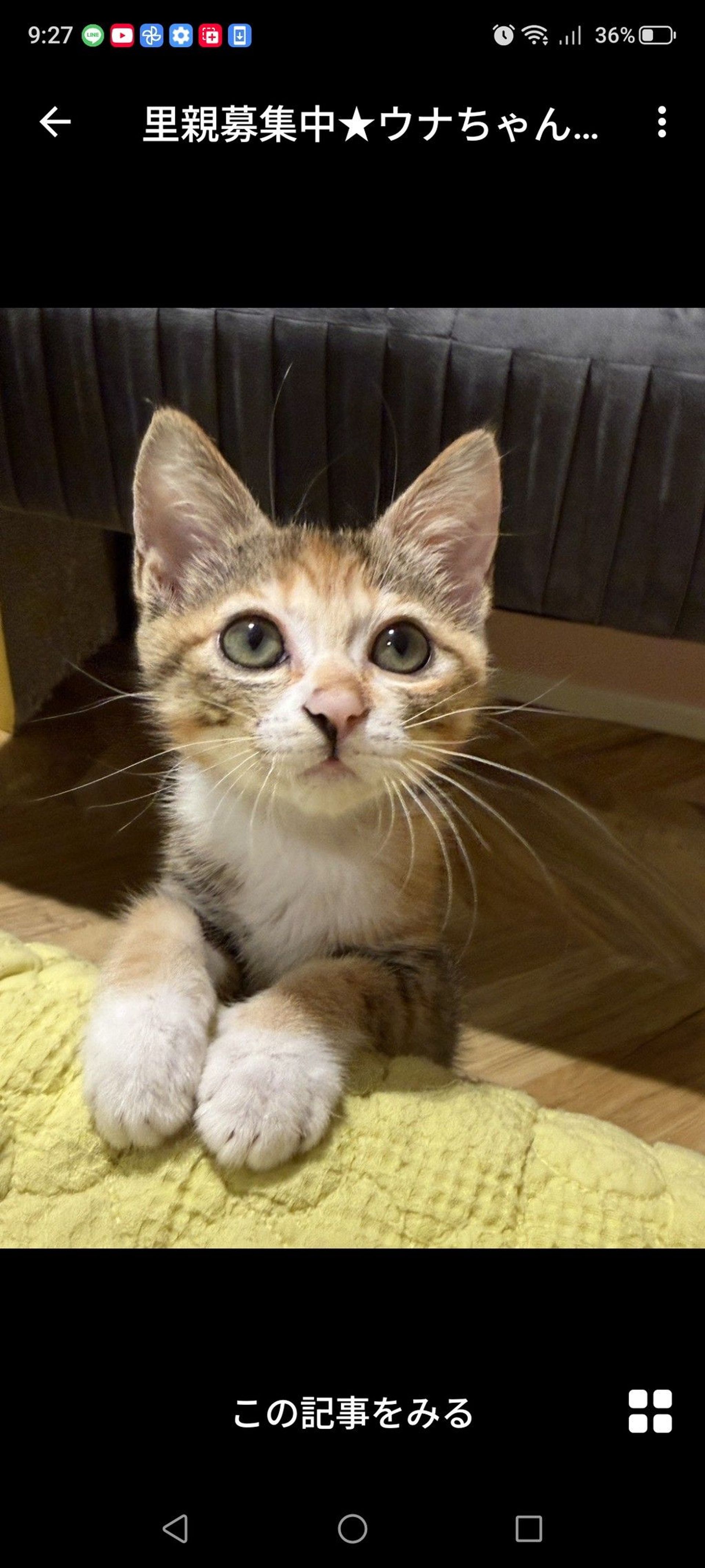 雑種（ミックス猫）・メスの里親募集の写真