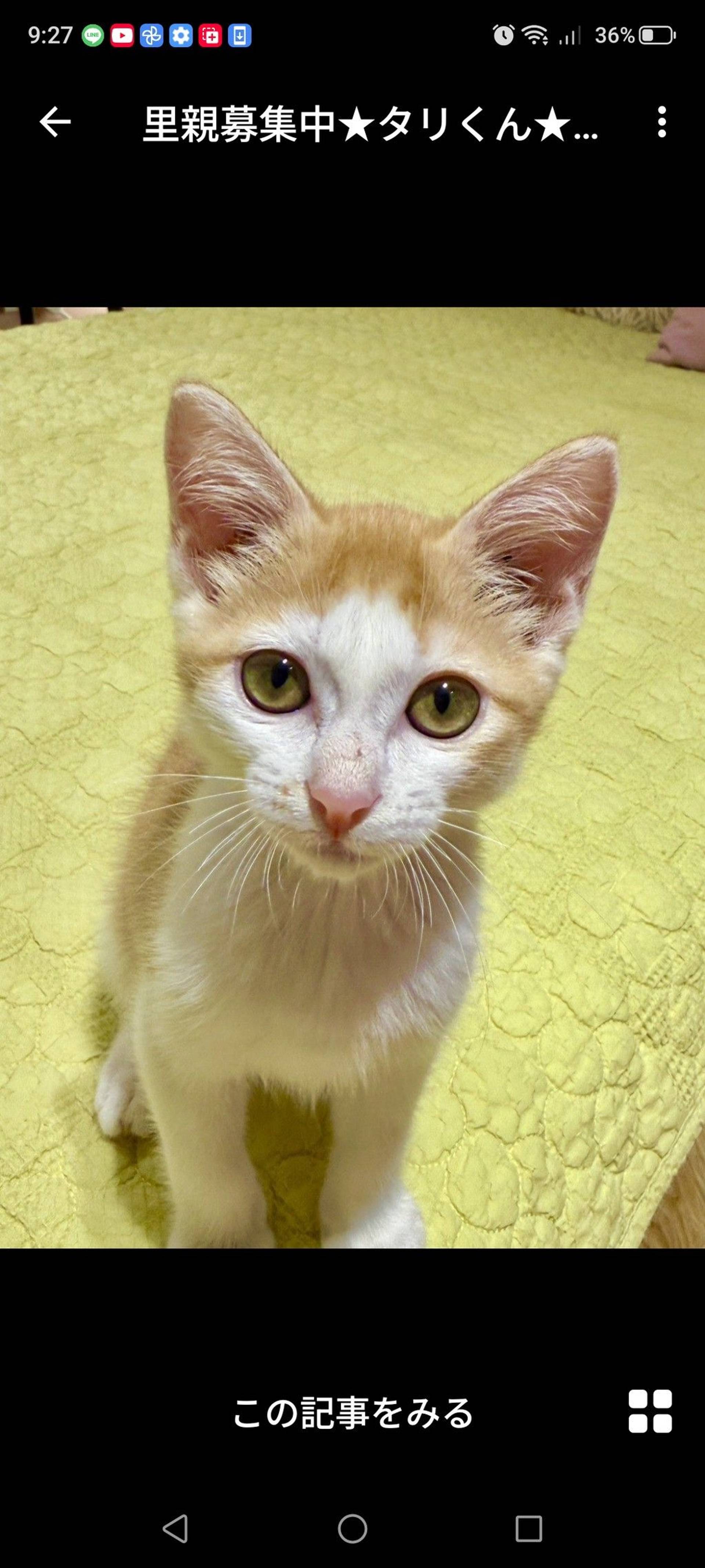 雑種（ミックス猫）・オスの里親募集の写真