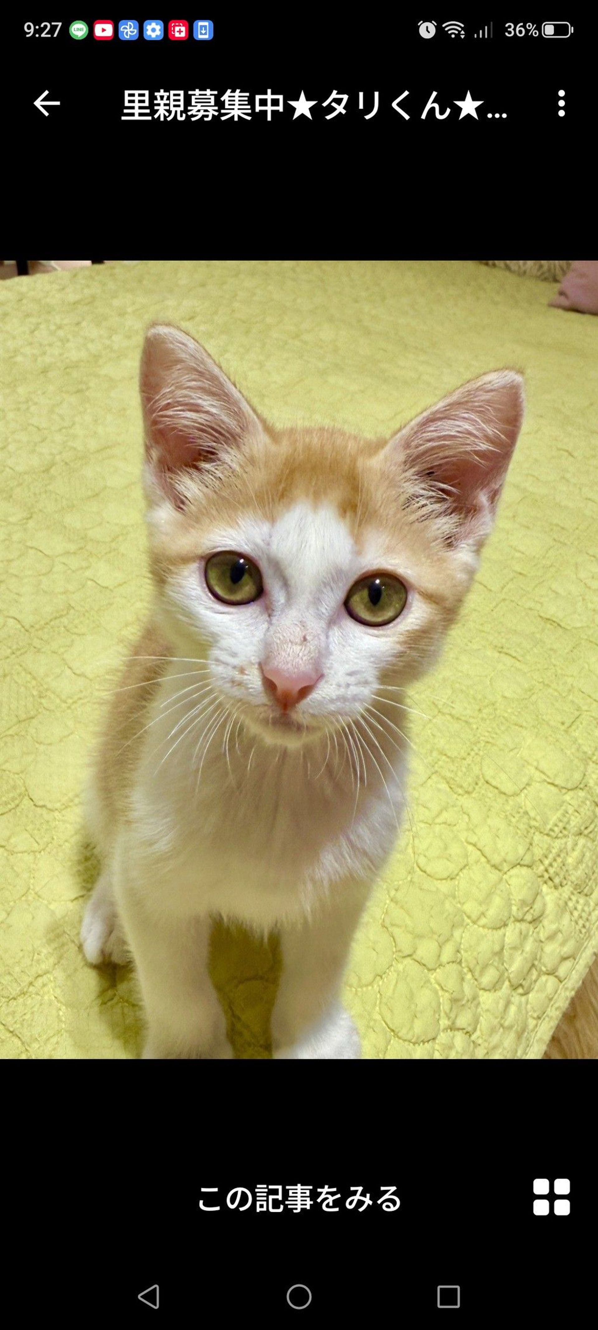 雑種（ミックス猫）・オスの里親募集の写真