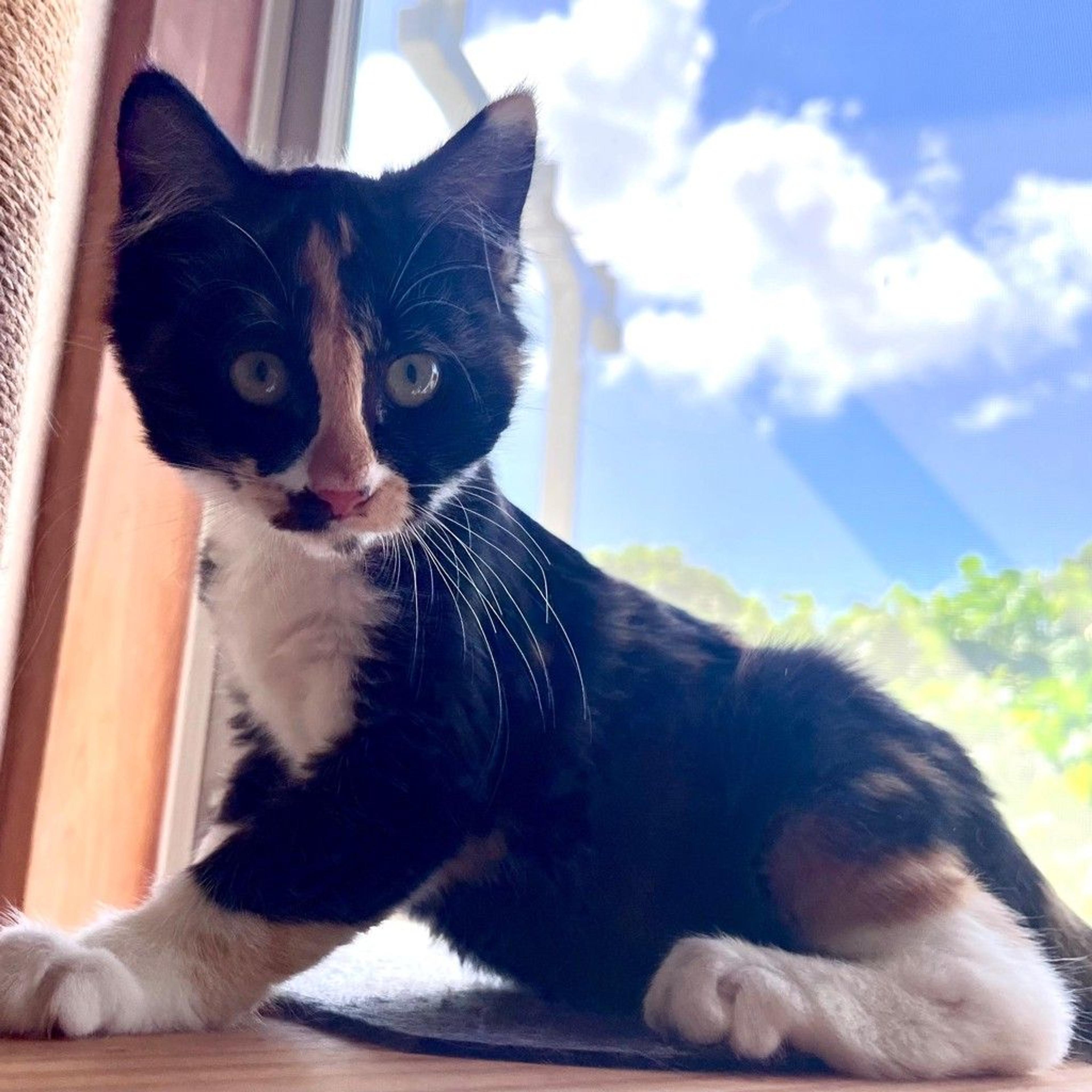 pet-image-2