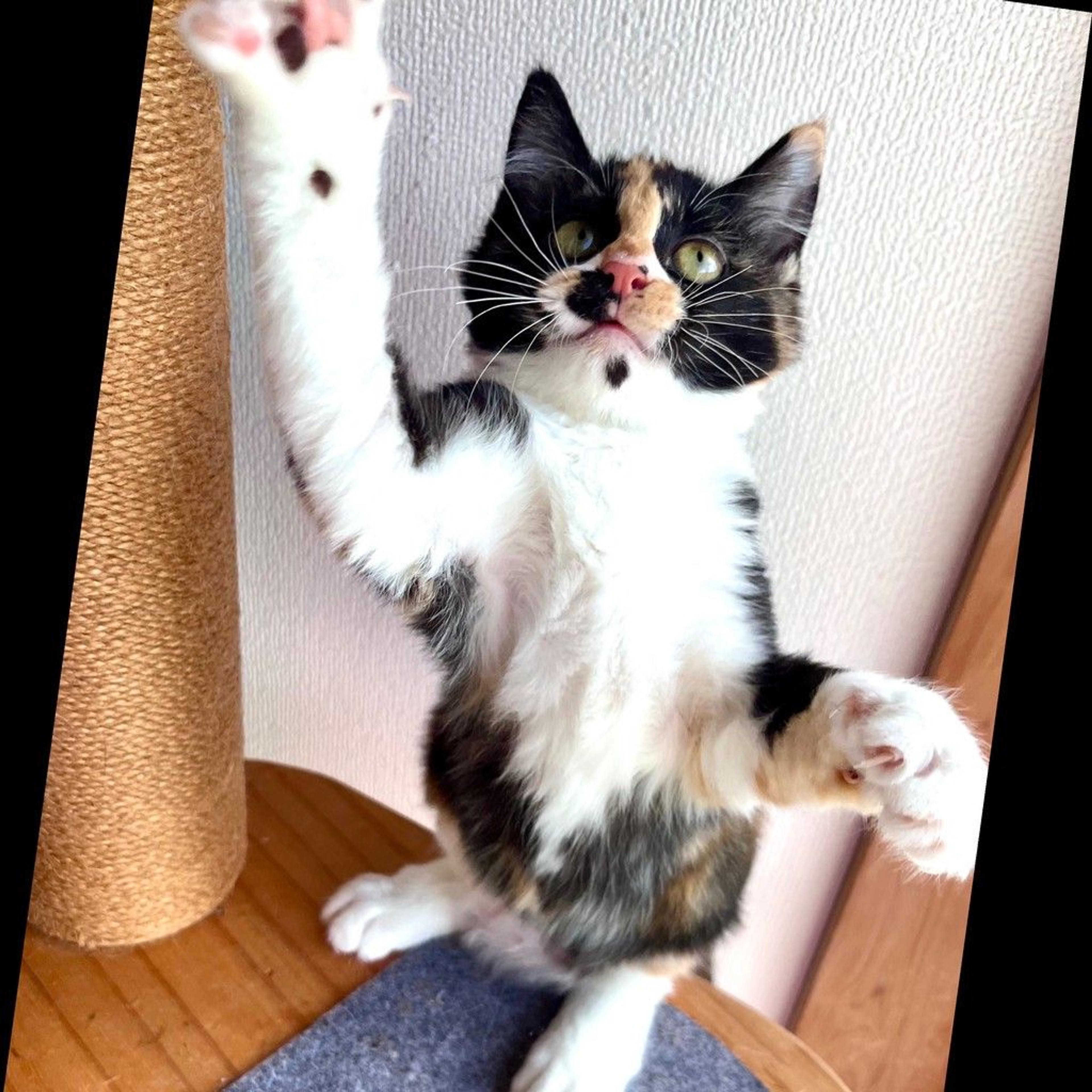 pet-image-3