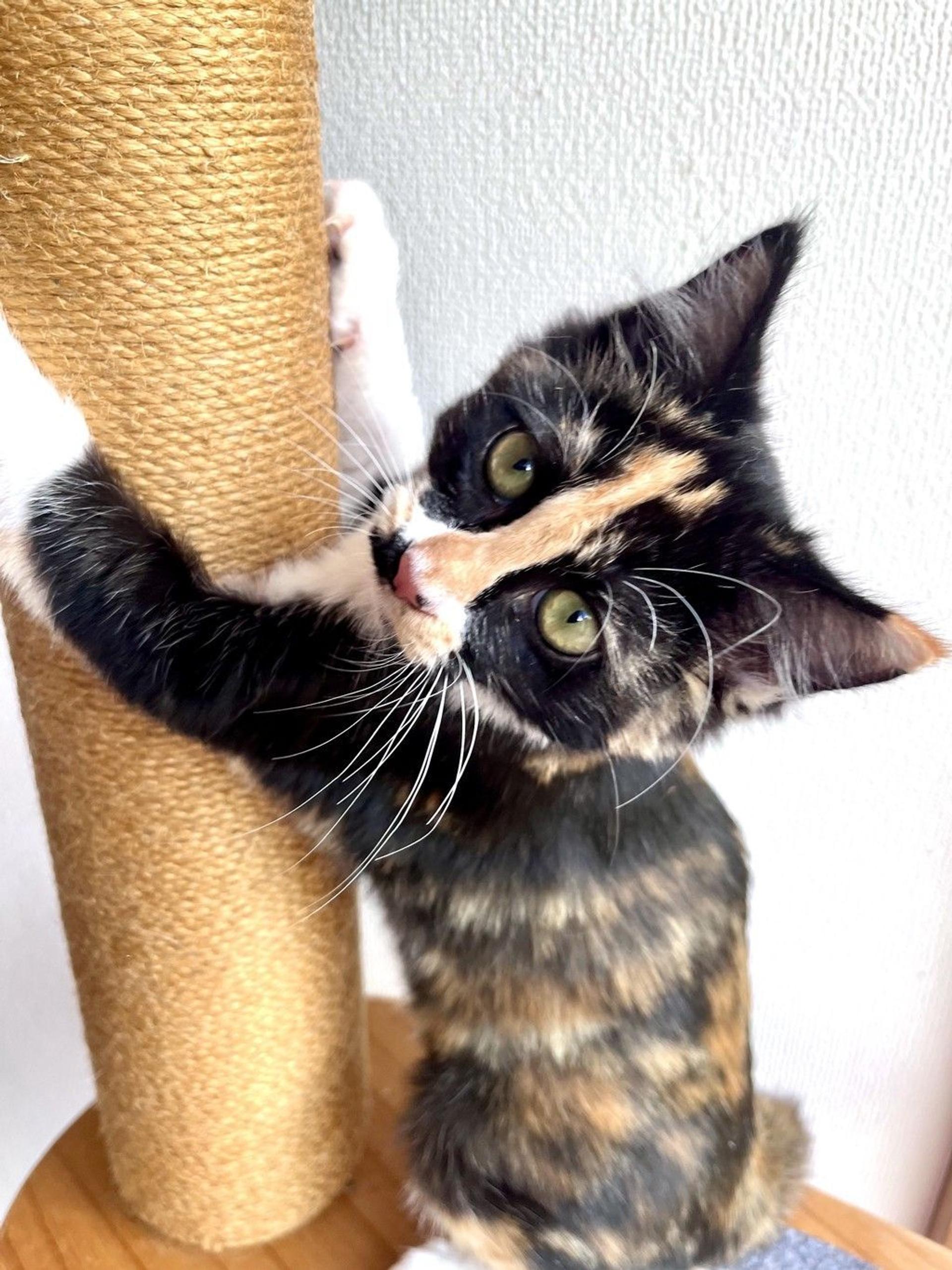 pet-image-8