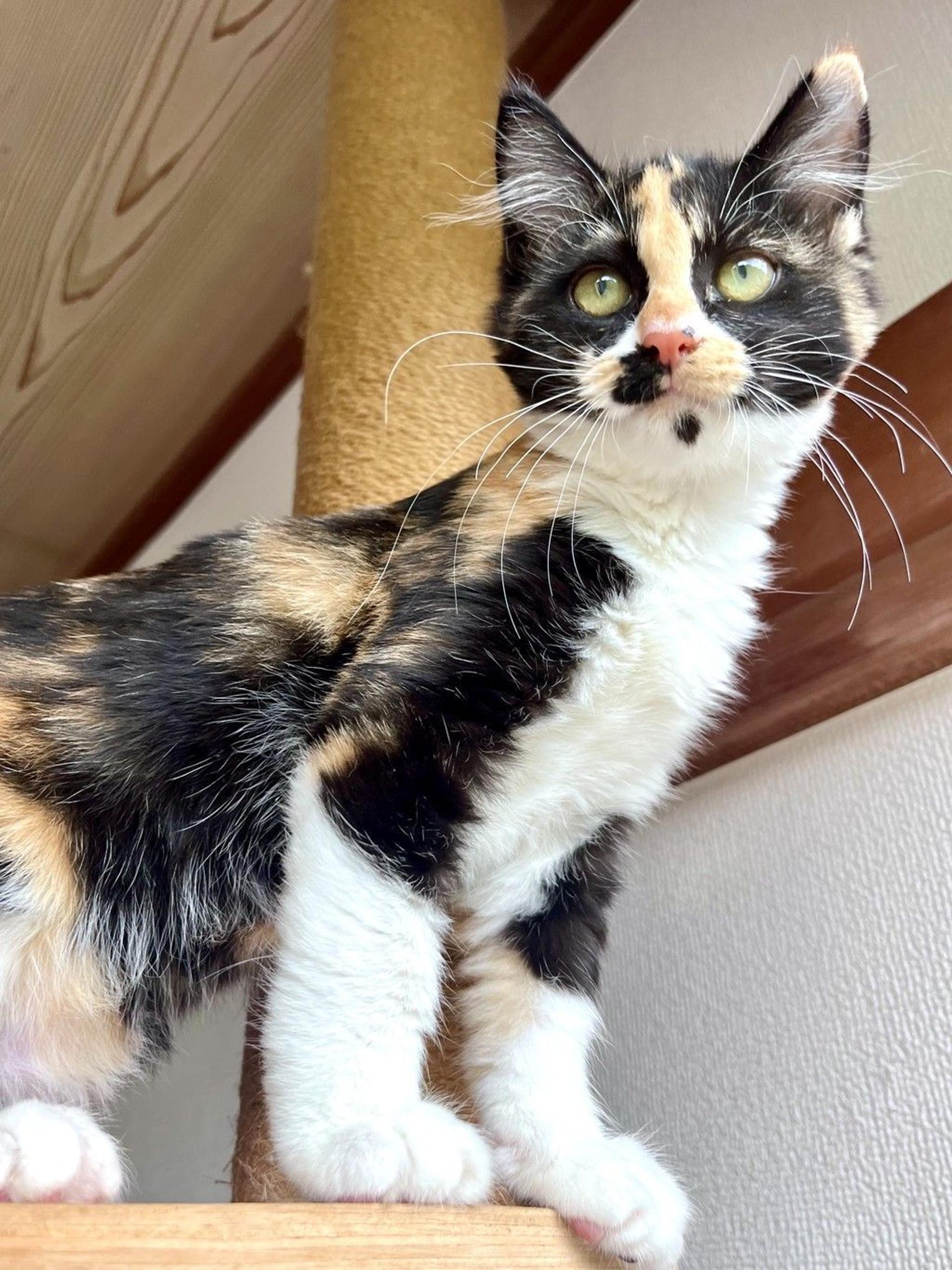 pet-image-9