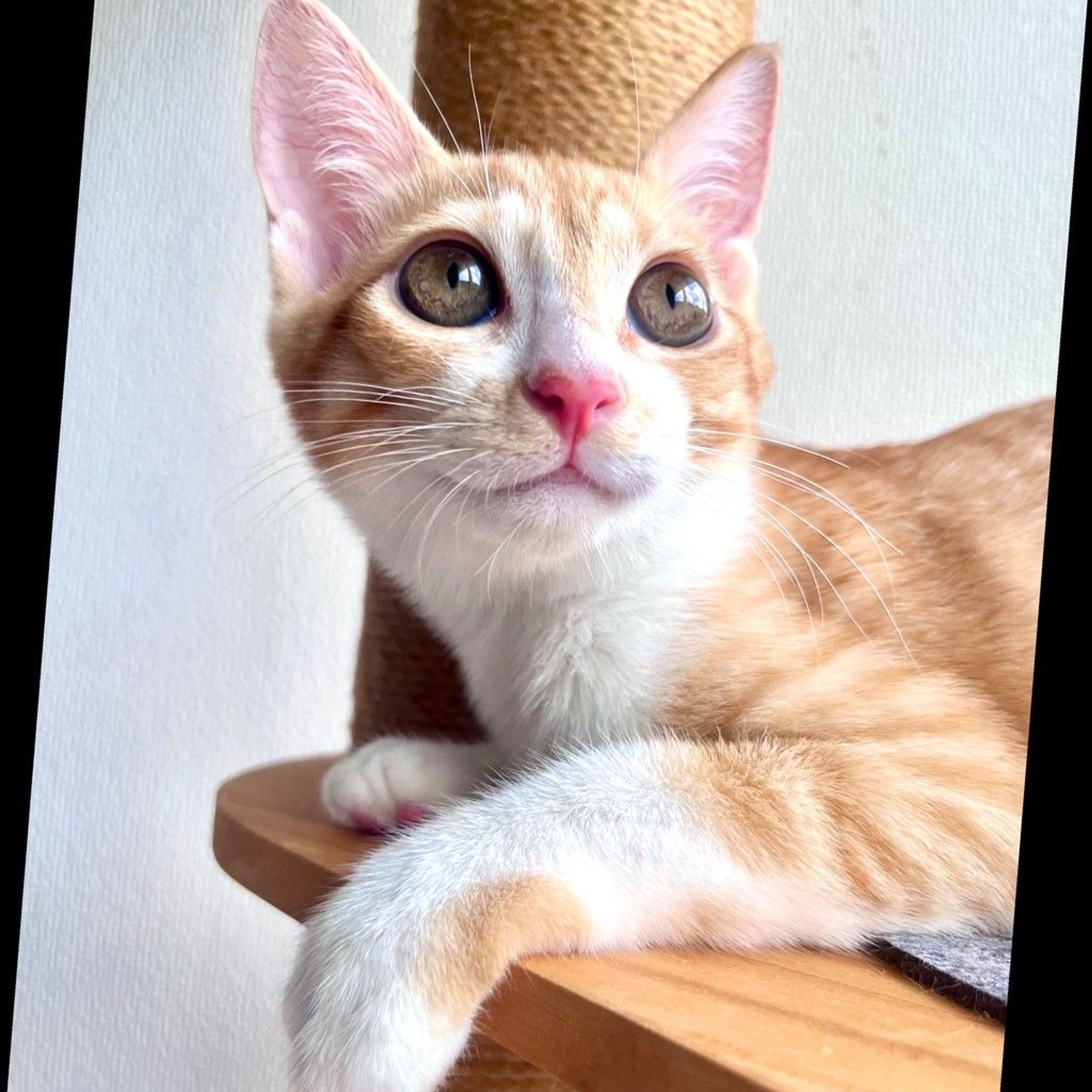 雑種（ミックス猫）・メスの里親募集の写真