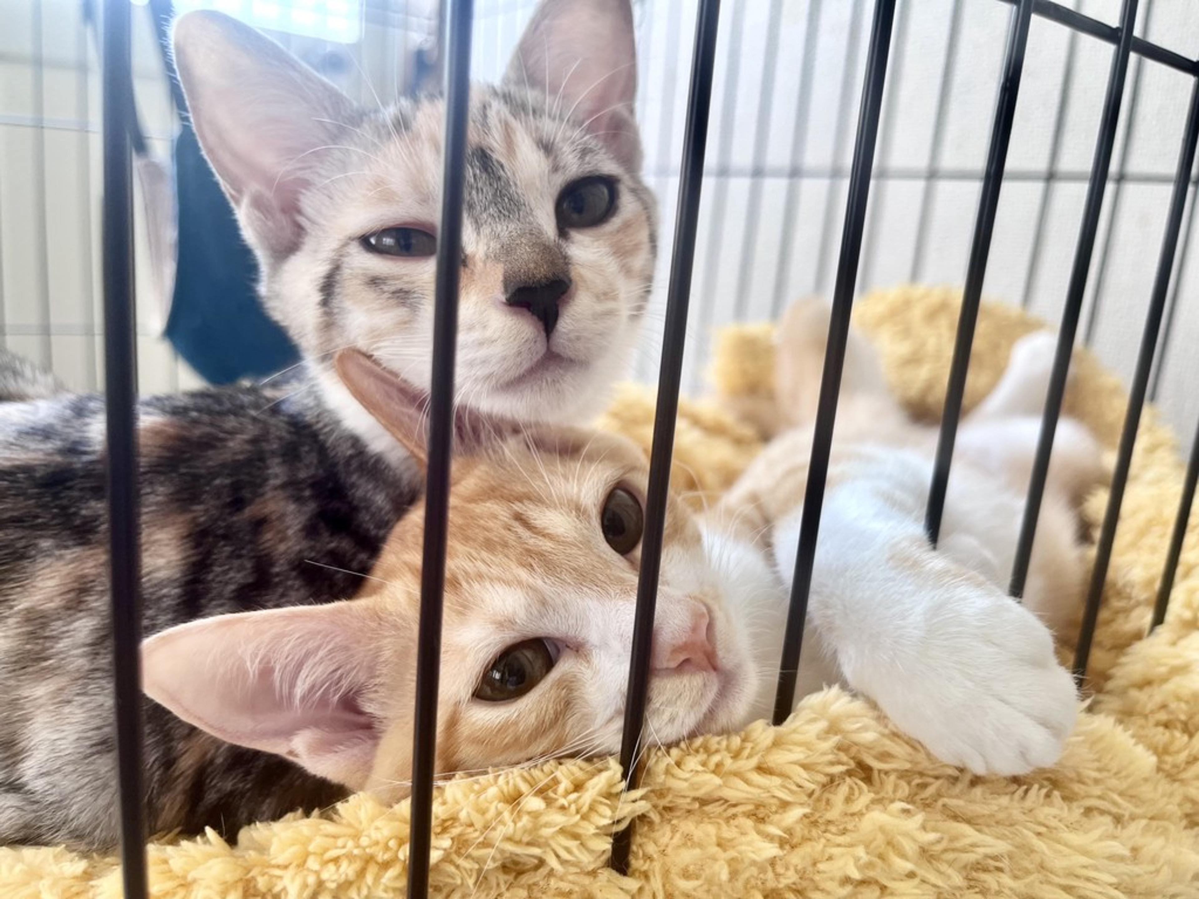 pet-image-3