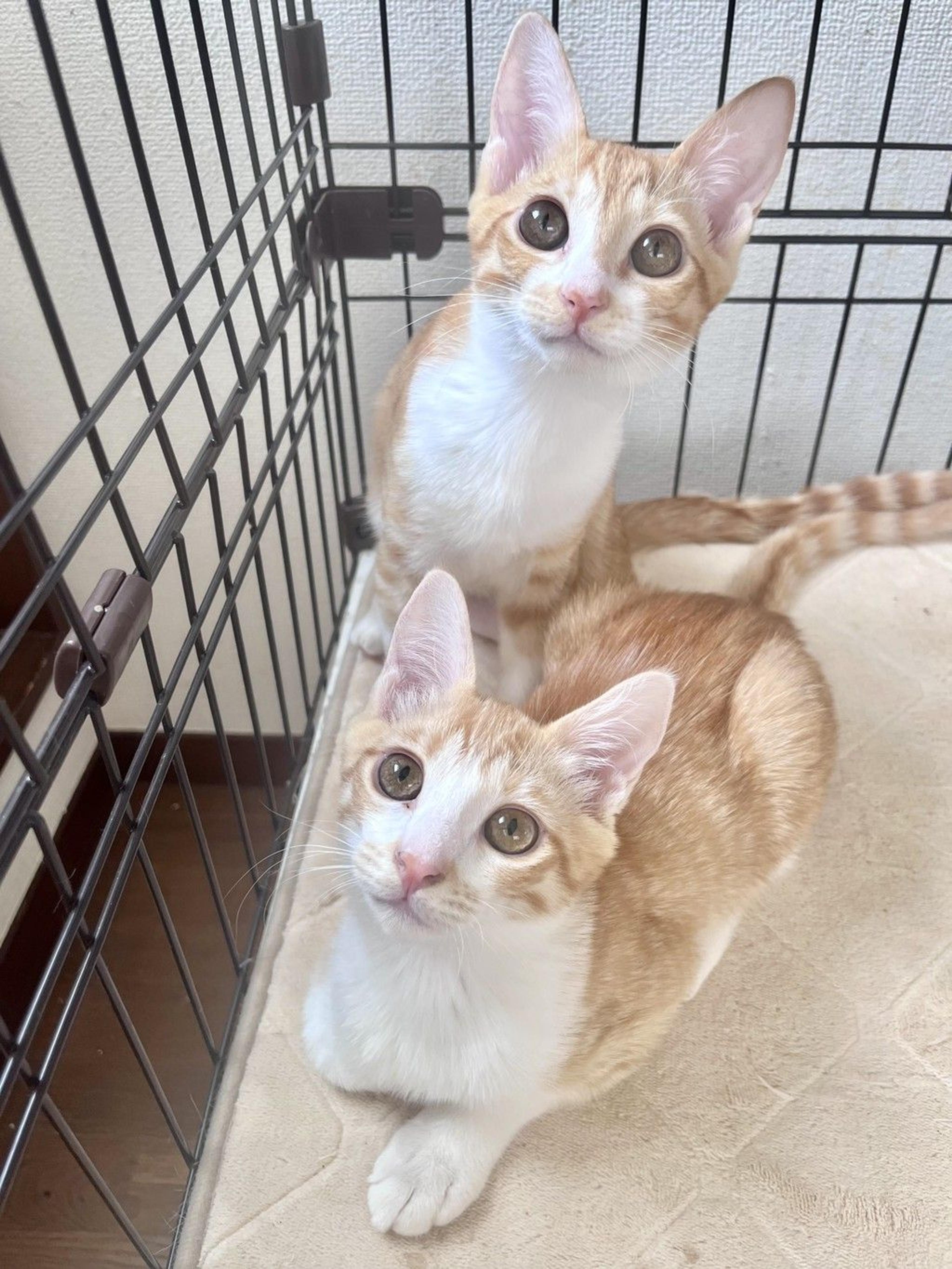 pet-image-4