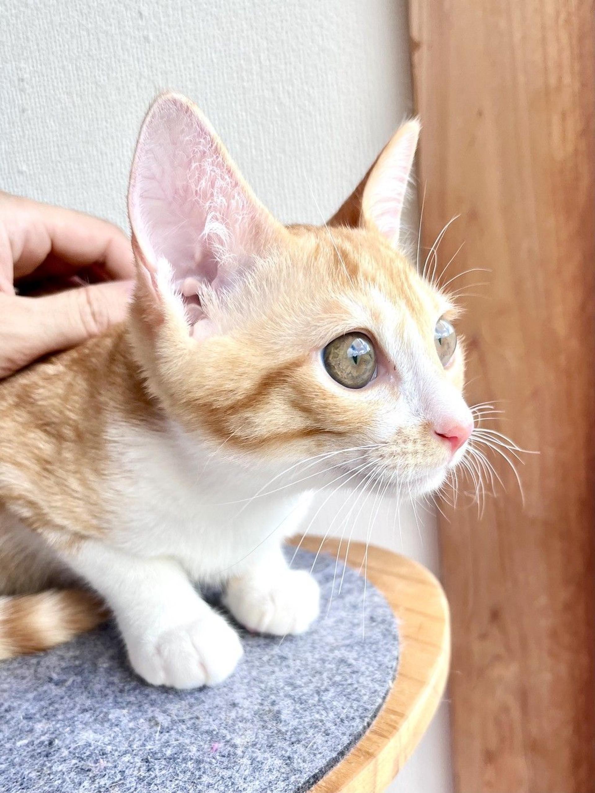 pet-image-5