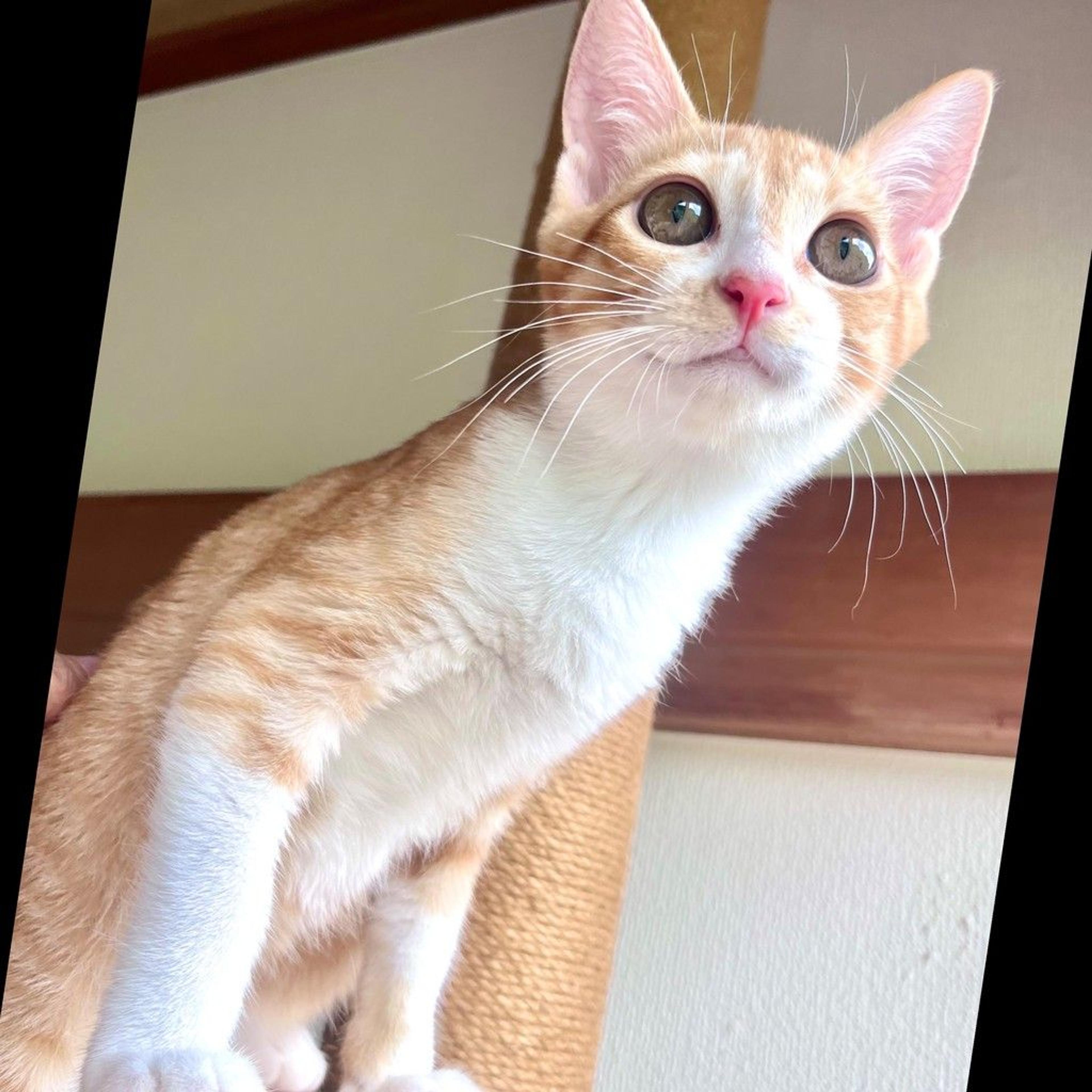 pet-image-6