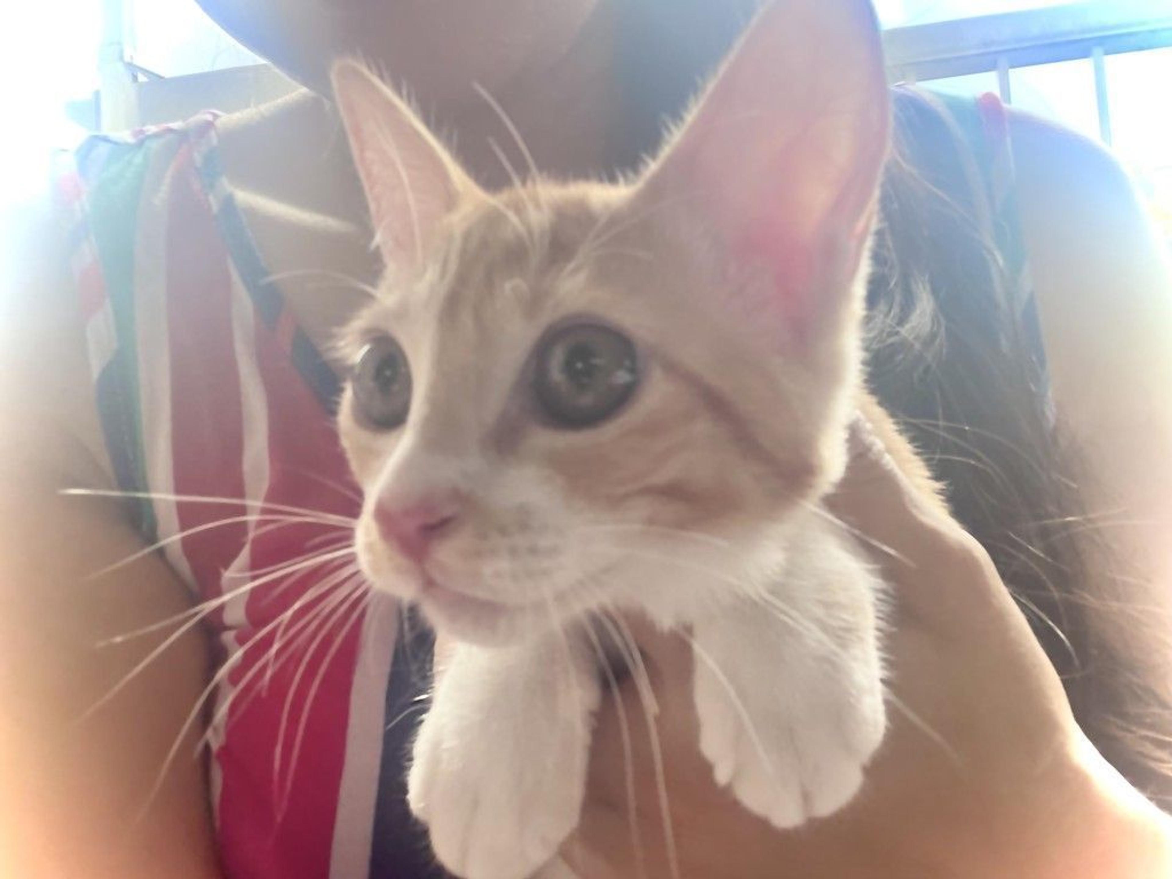 pet-image-7