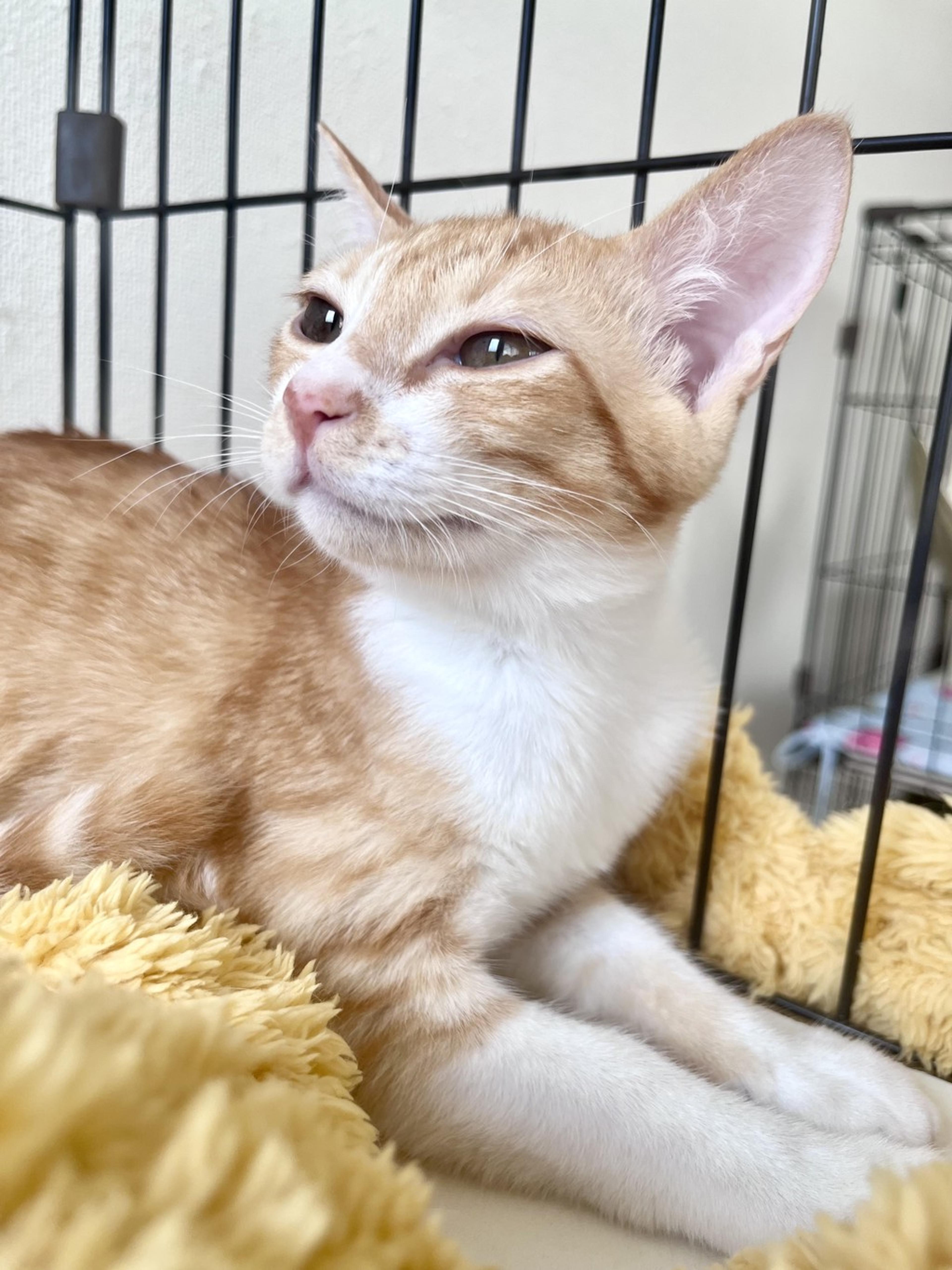 pet-image-8