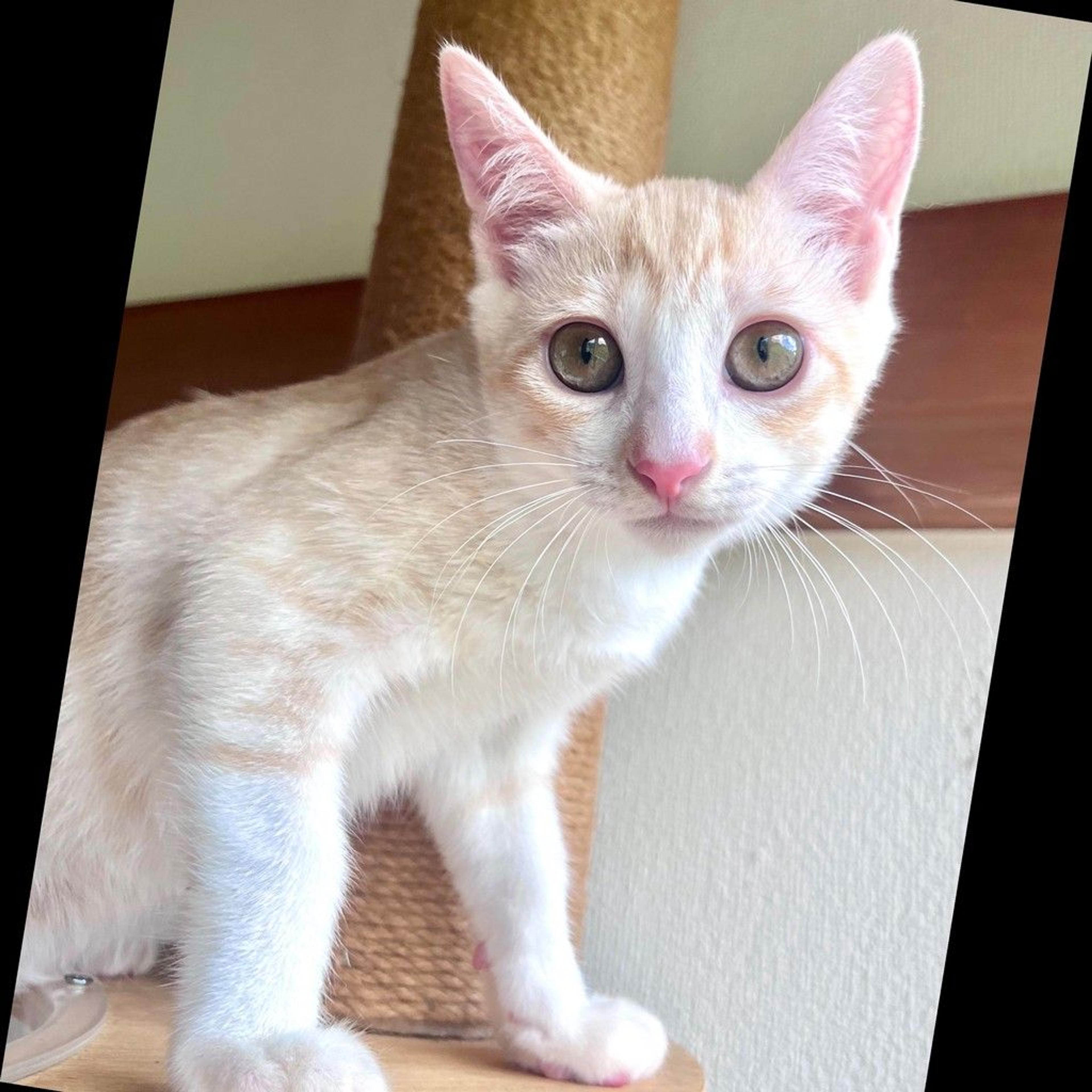 pet-image-3