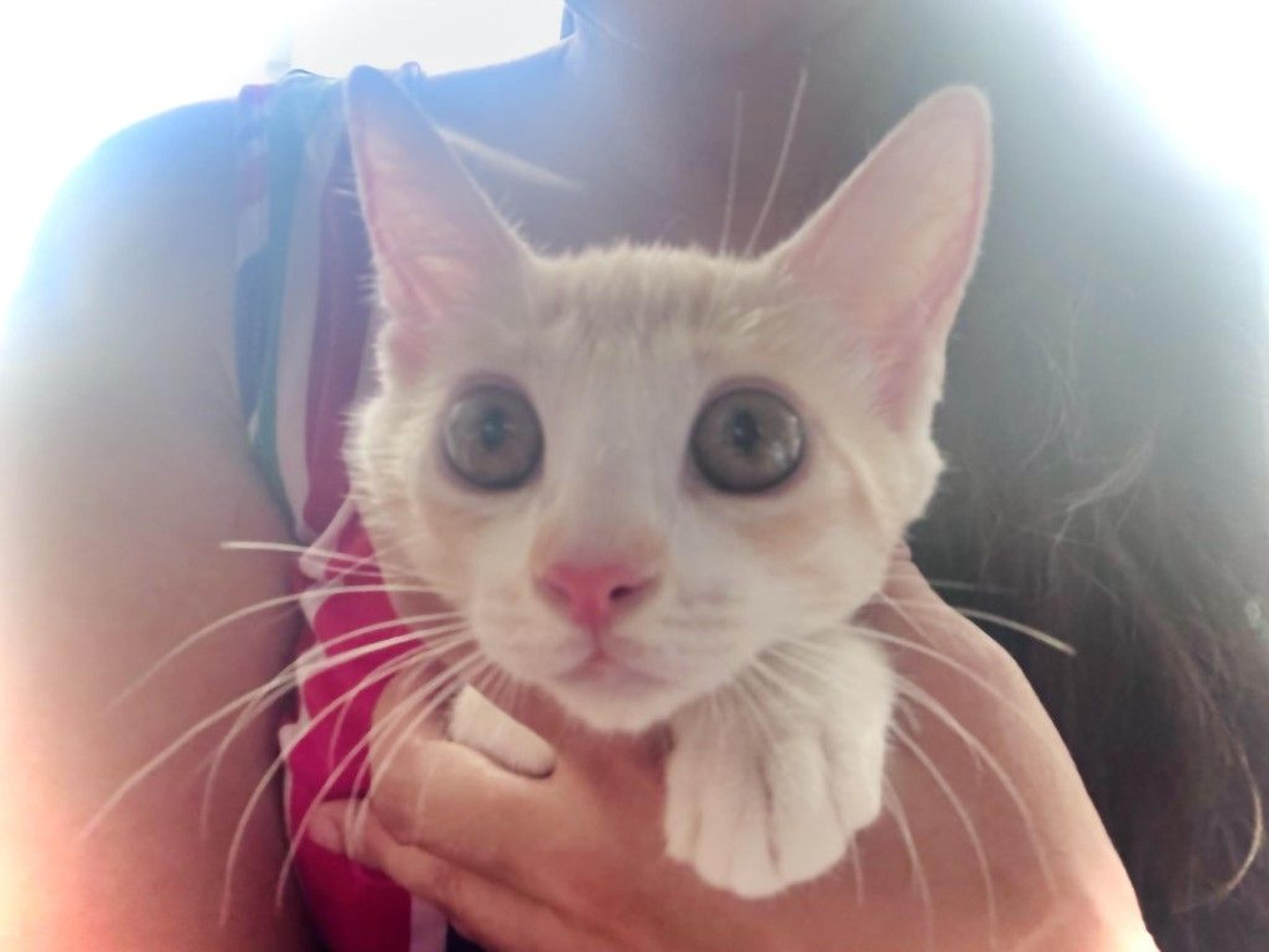 pet-image-4
