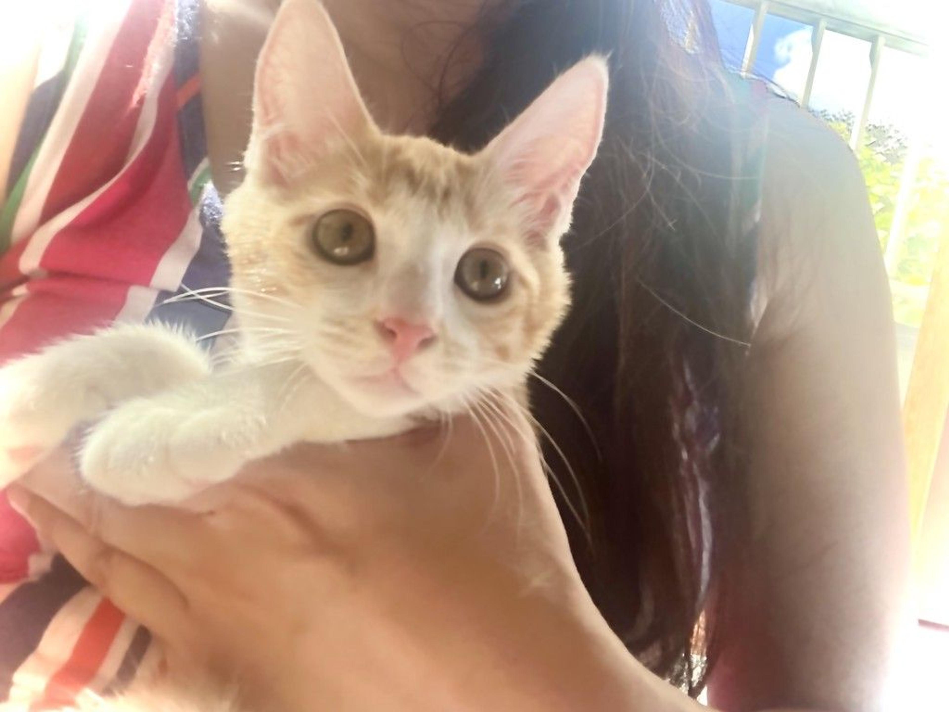 pet-image-4