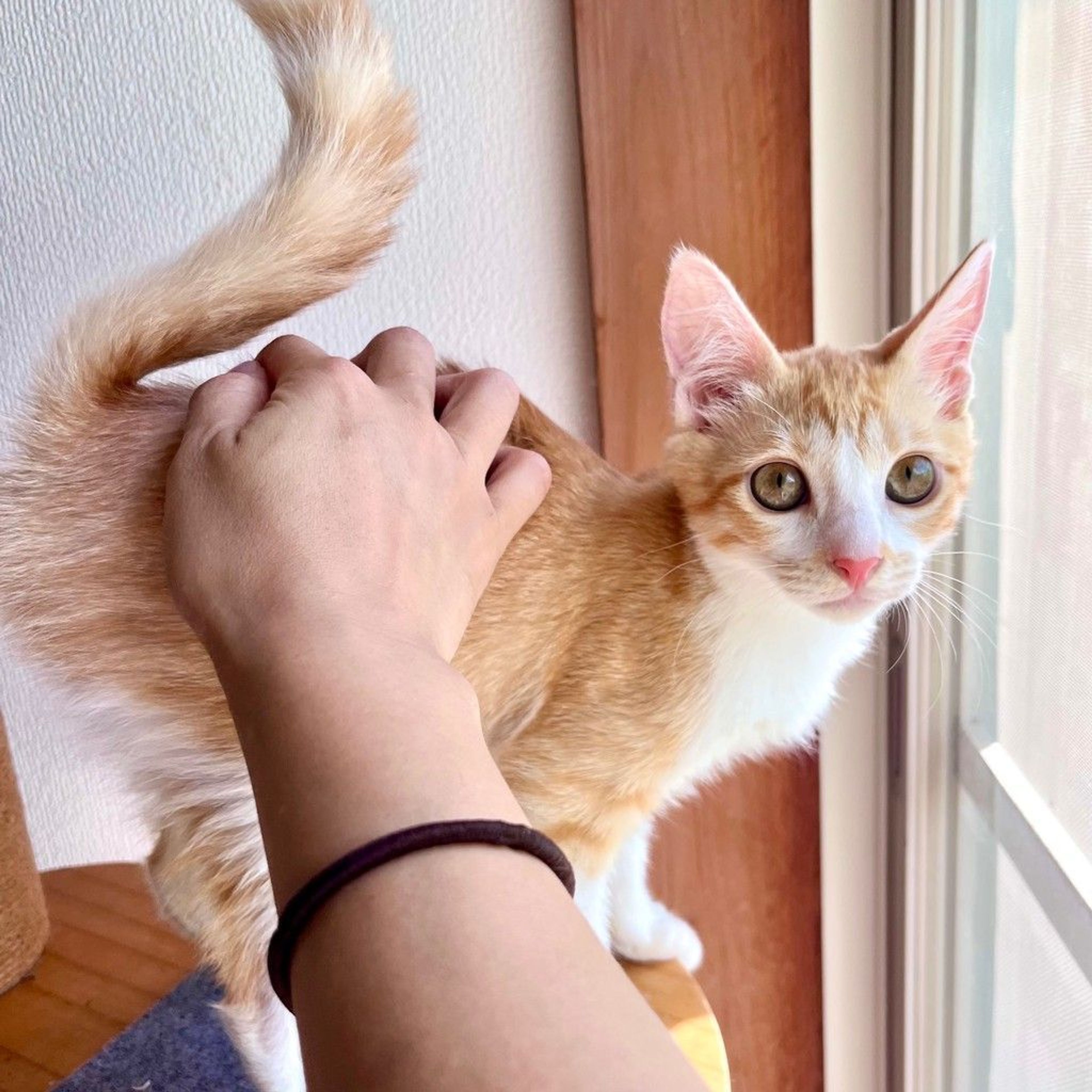 雑種（ミックス猫）・メスの里親募集の写真