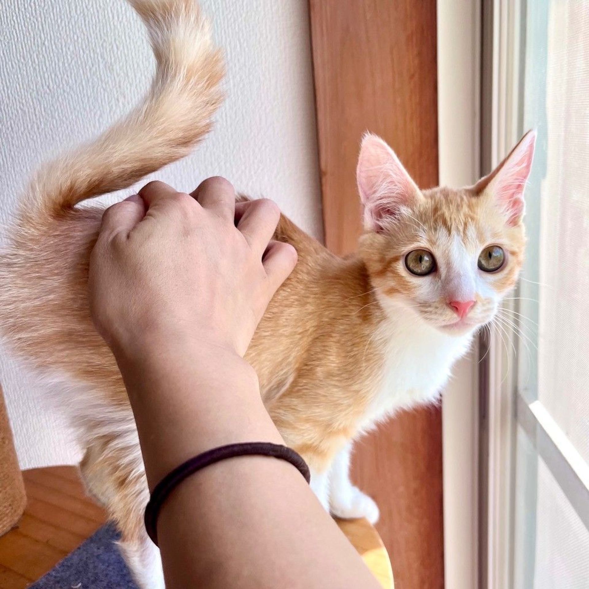 雑種（ミックス猫）・メスの里親募集の写真