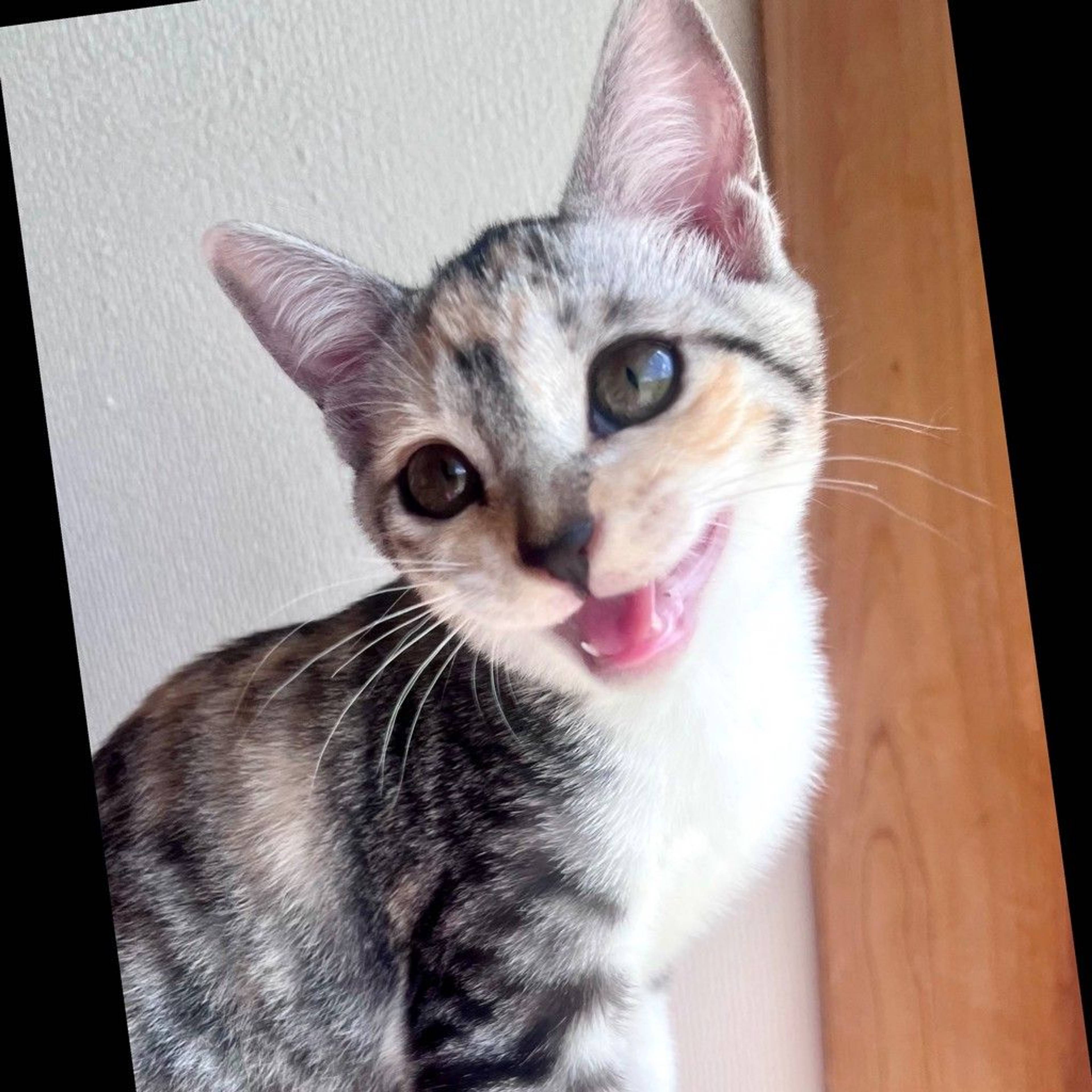 雑種（ミックス猫）・メスの里親募集の写真