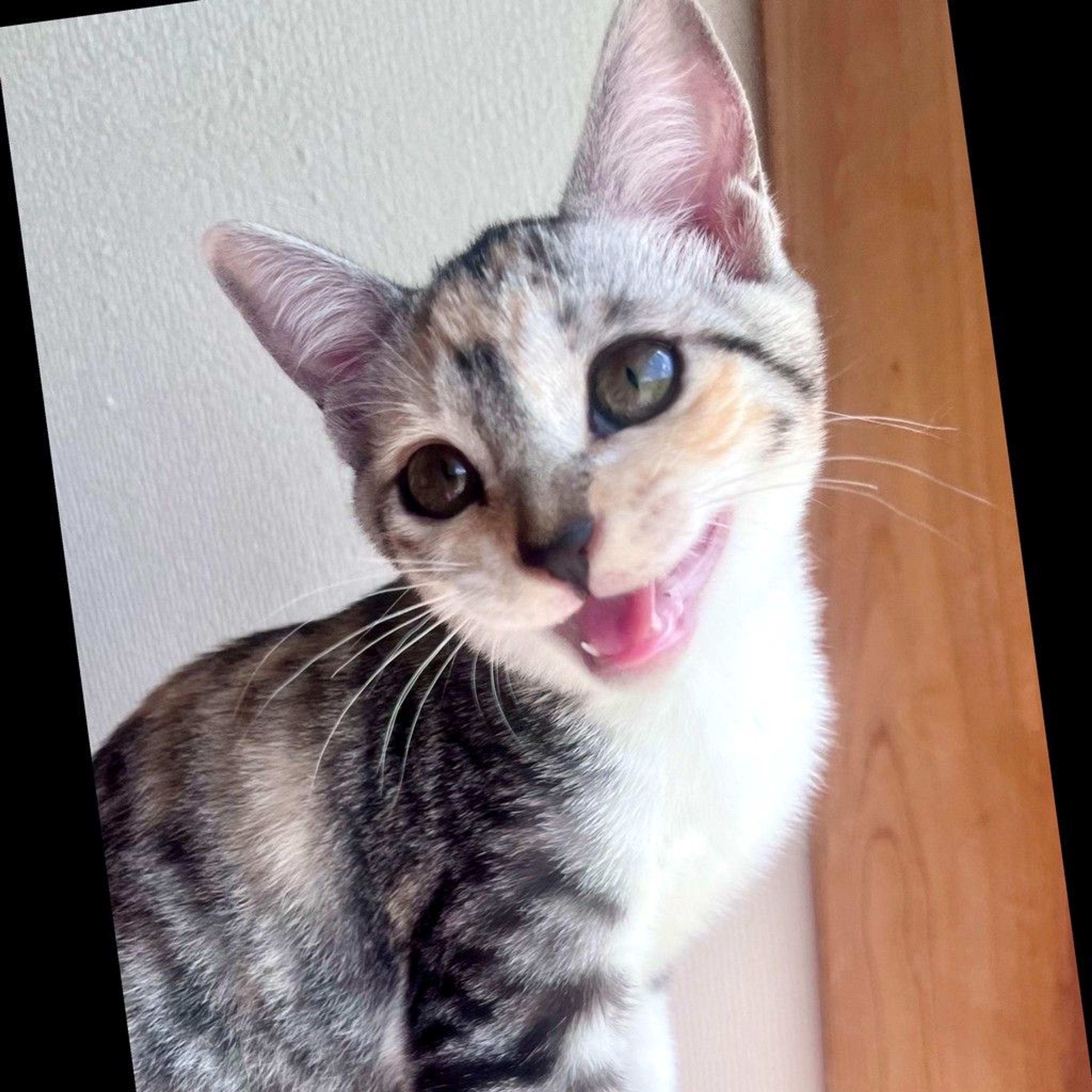 雑種（ミックス猫）・メスの里親募集の写真