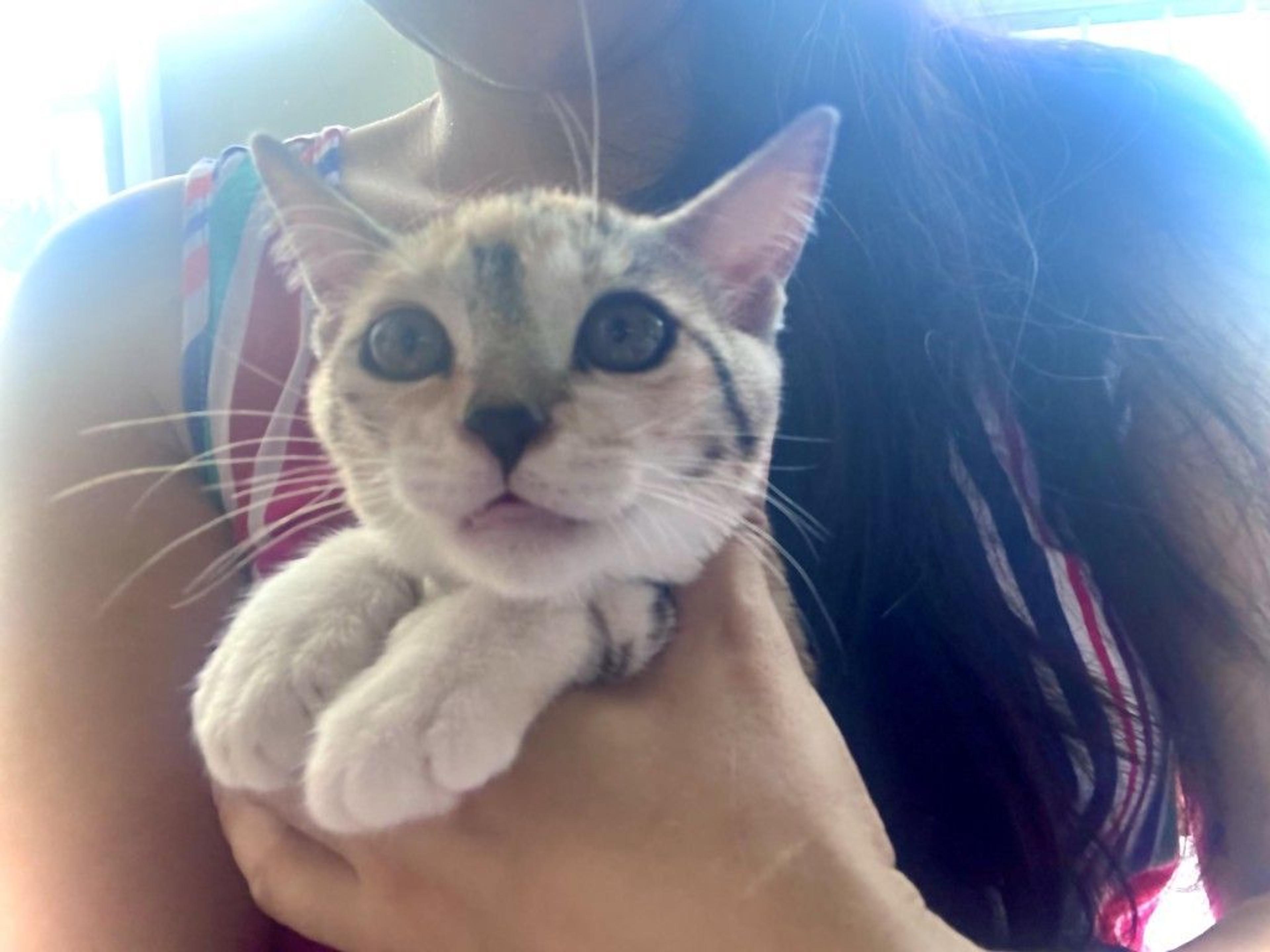 pet-image-4