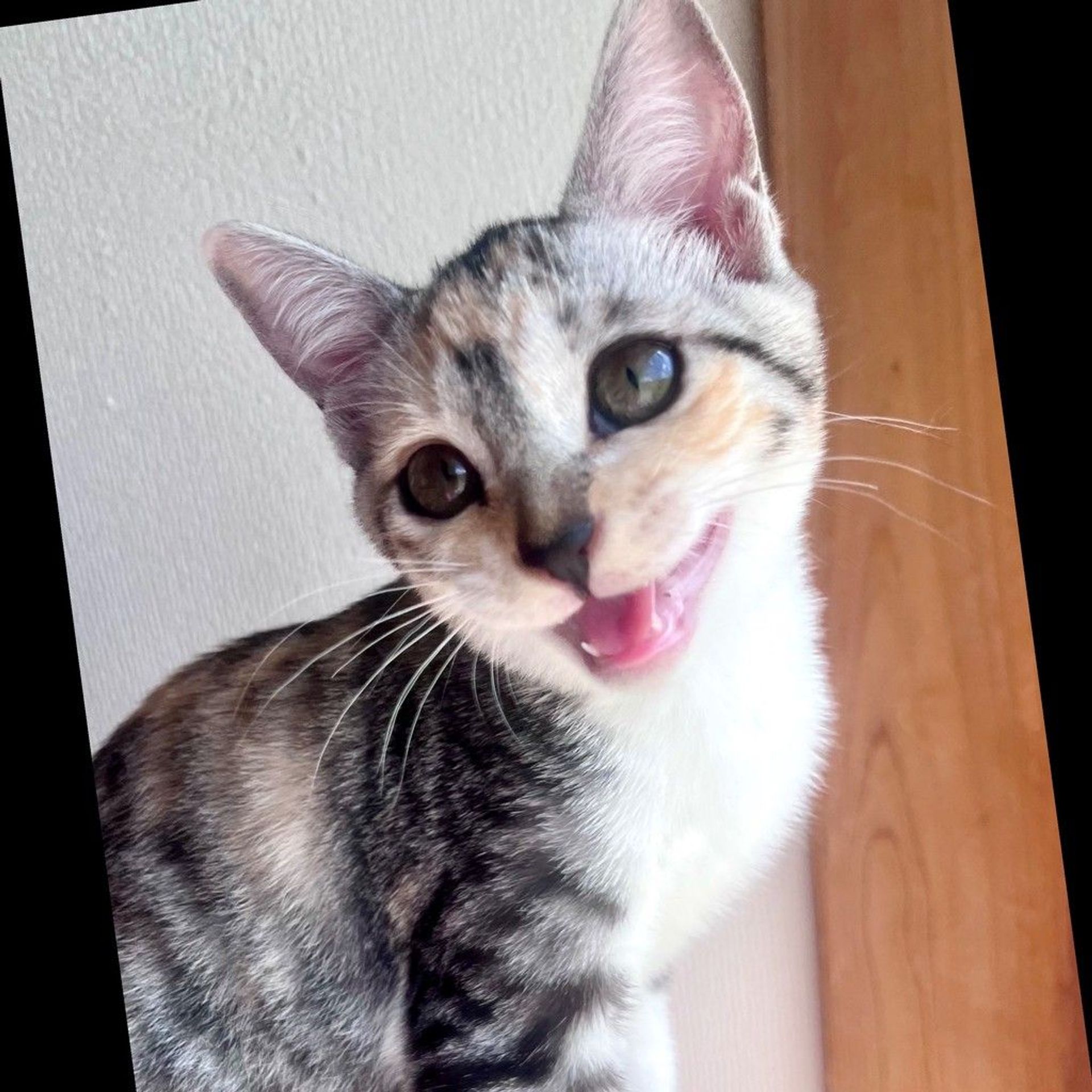 雑種（ミックス猫）・メスの里親募集の写真