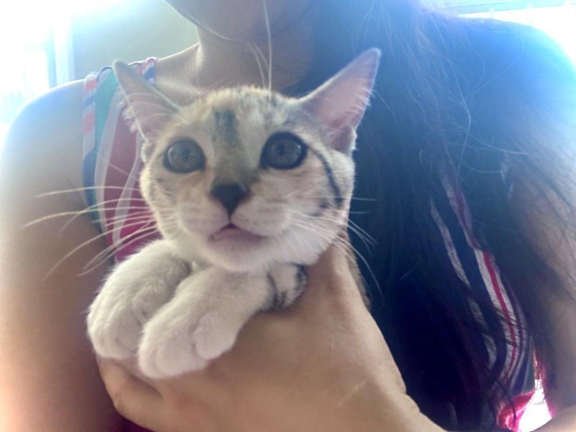 pet-image-5