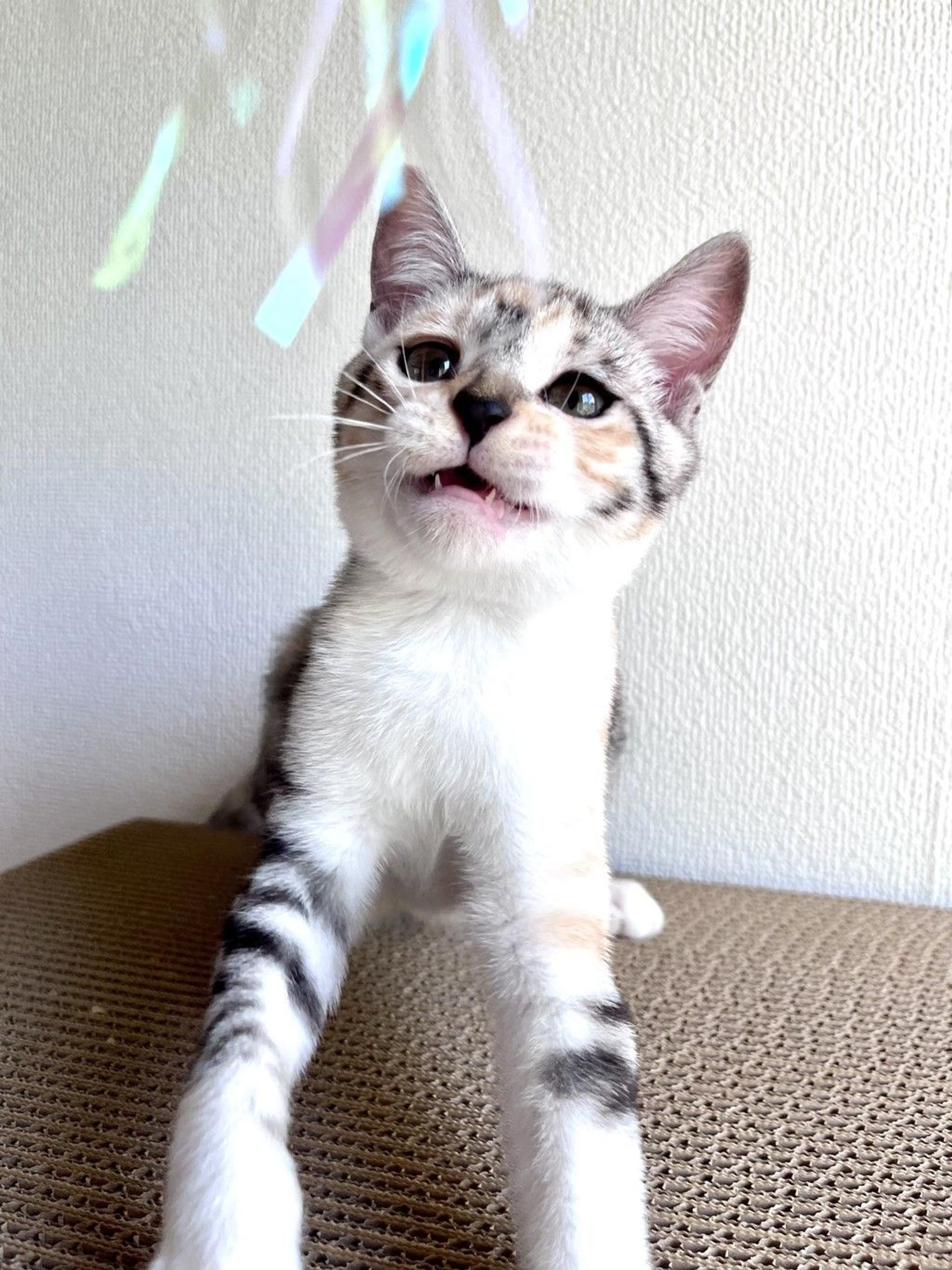 pet-image-7