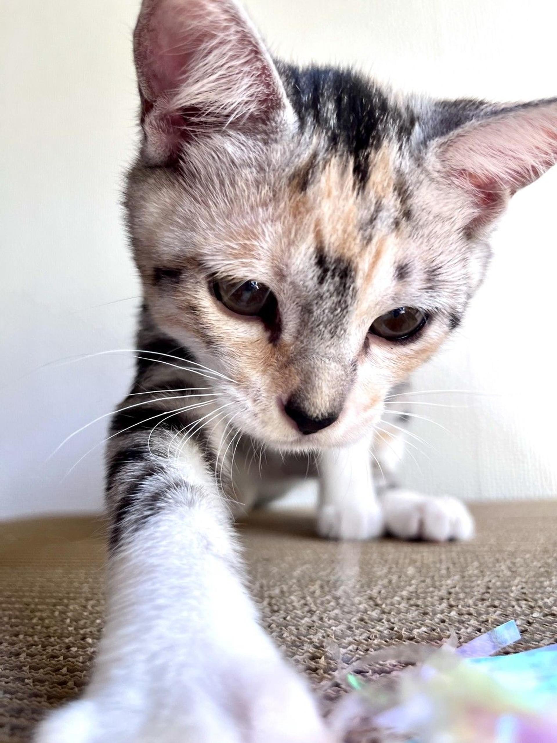 pet-image-8