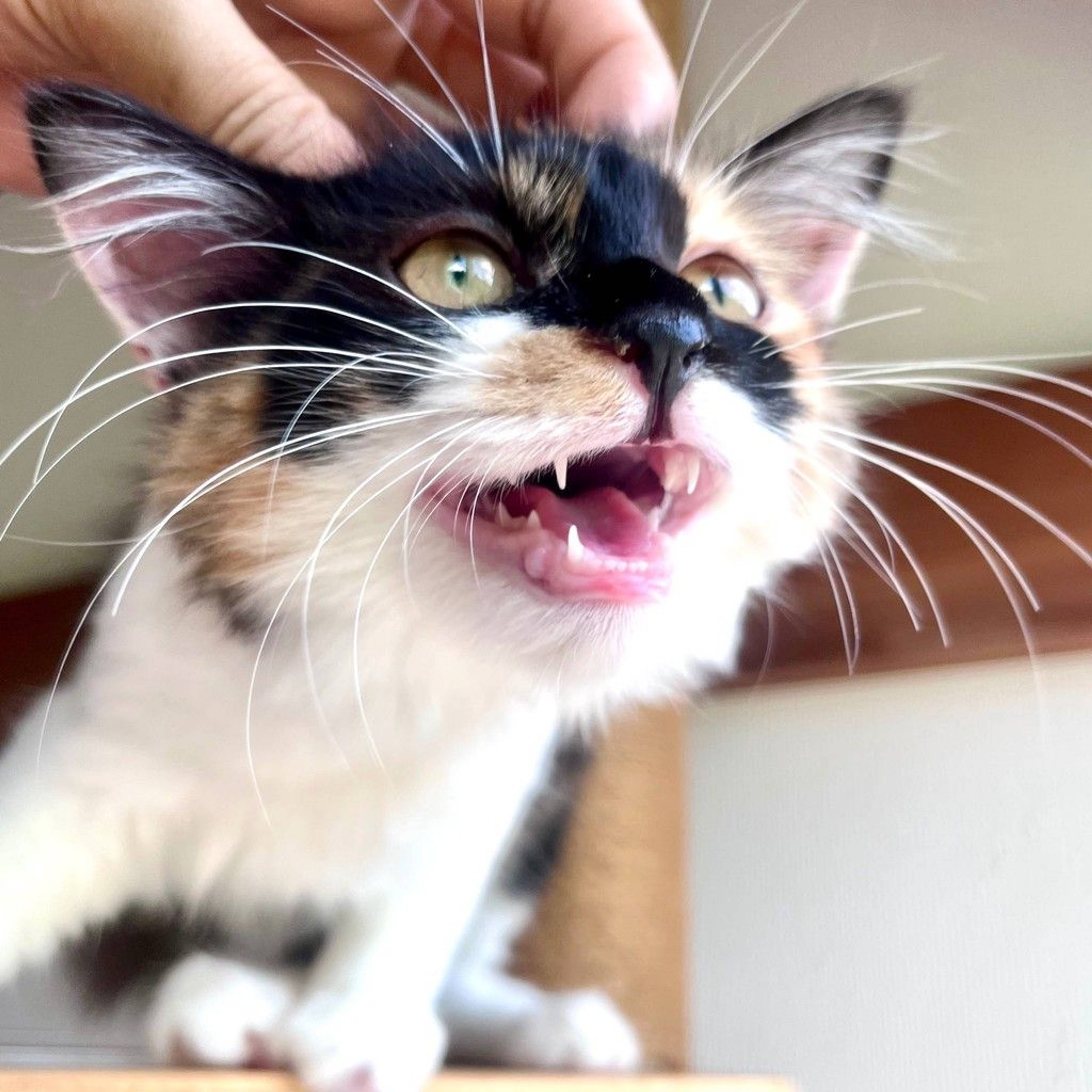 雑種（ミックス猫）・メスの里親募集の写真